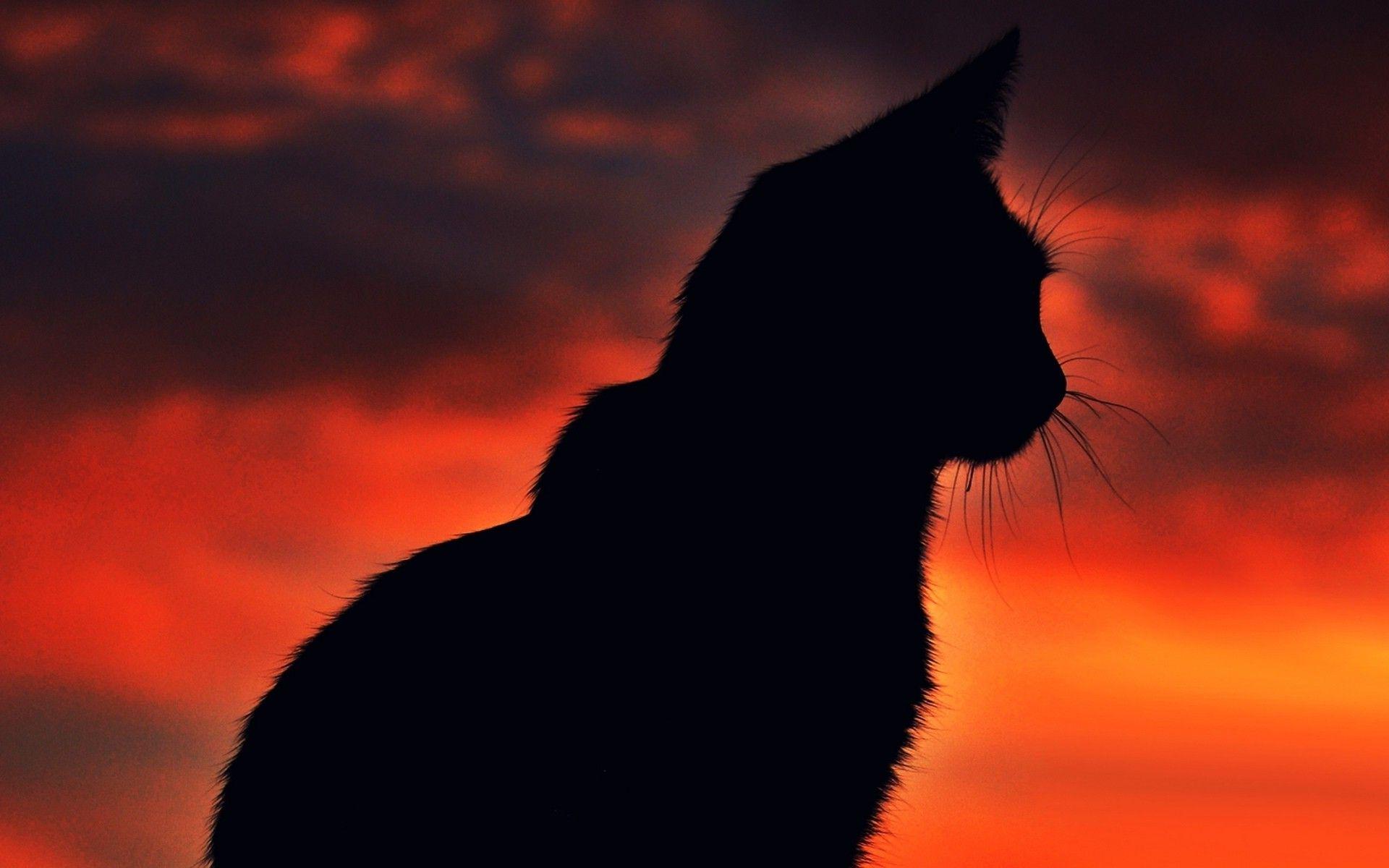 Cat silhouette wallpapers