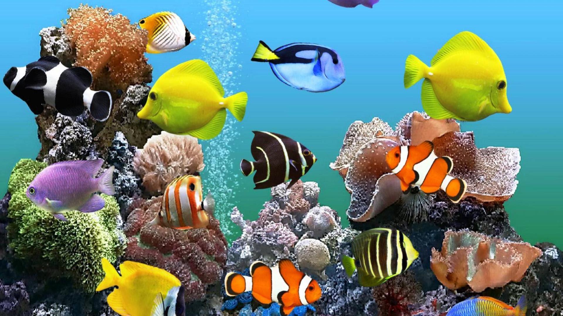 Saltwater fish wallpapers