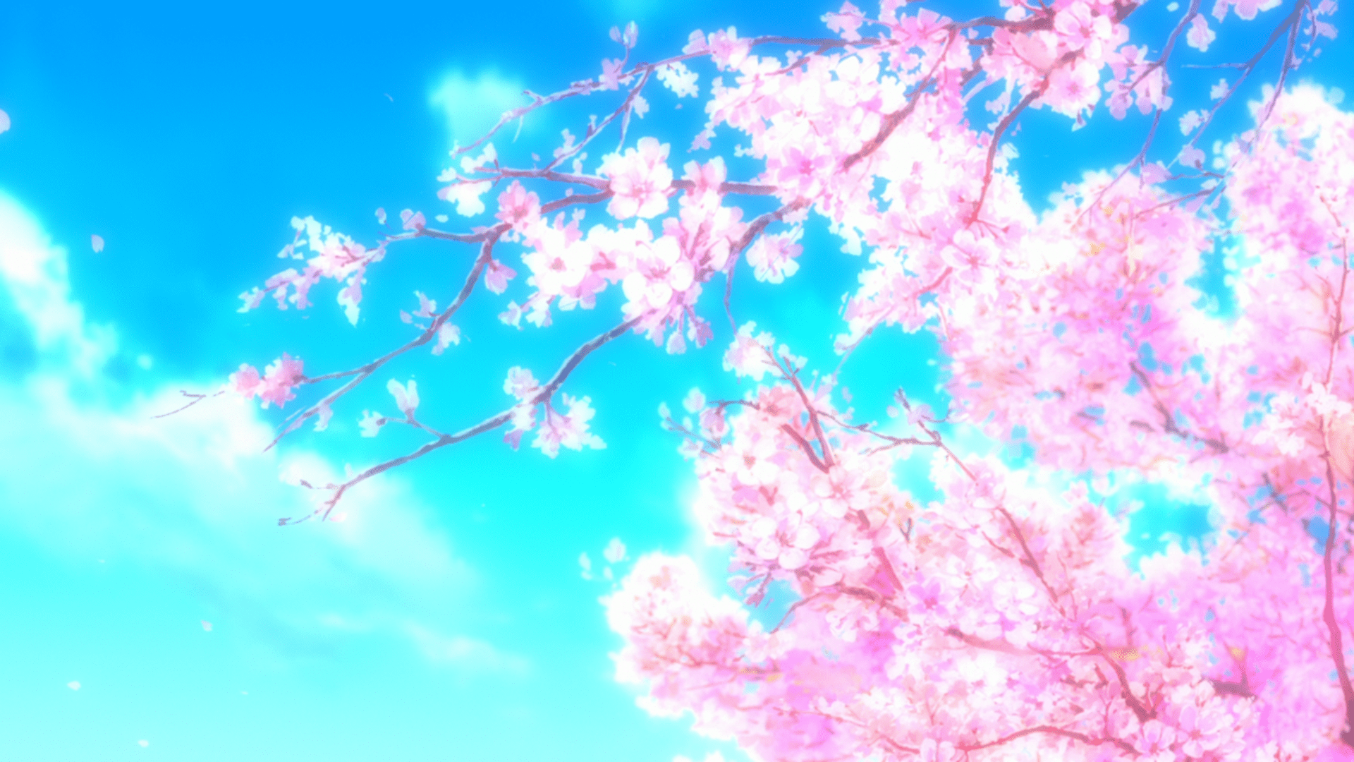 On this page you will find 31 anime cherry blossom anime wallpapers for your iphone or android device. Cherry Blossoms Anime Wallpapers Top Free Cherry Blossoms Anime Backgrounds Wallpaperaccess