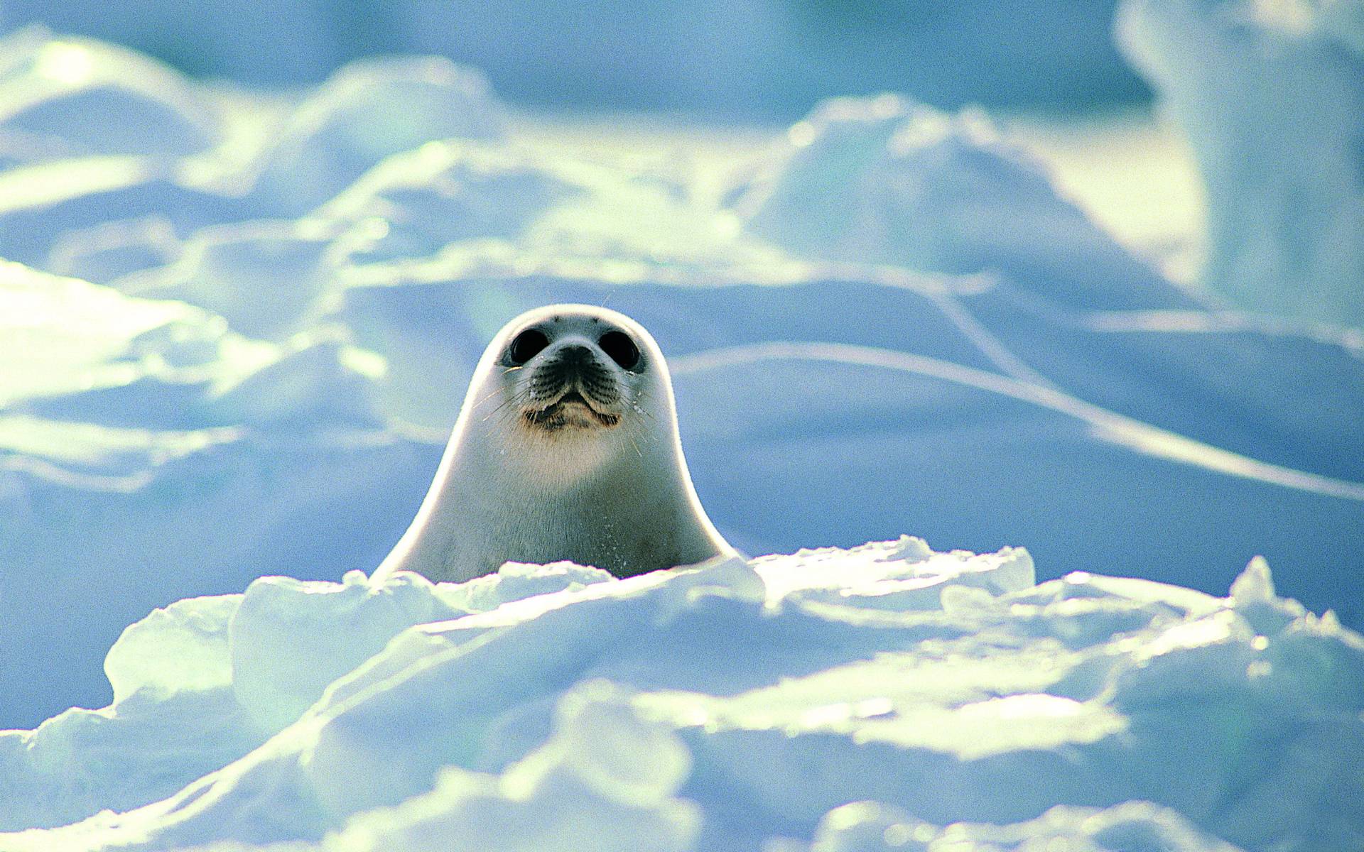 Hd seal wallpapers