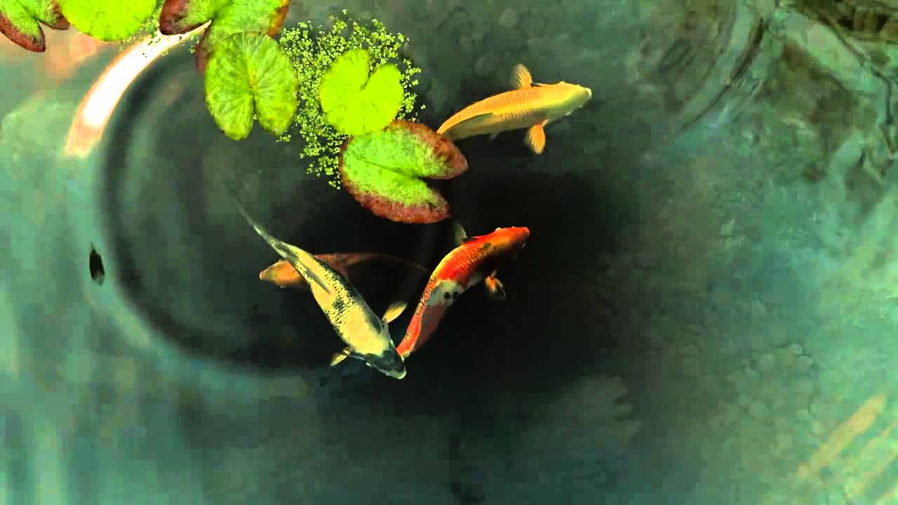 Fish Pond Live Wallpaper For Pc Cool Wallpapers