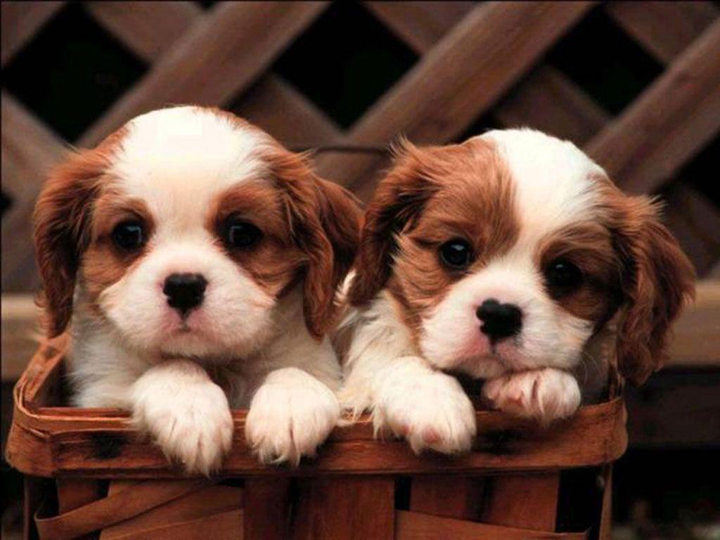 Hd wallpapers and background images. Cute Puppy Wallpapers Top Free Cute Puppy Backgrounds Wallpaperaccess