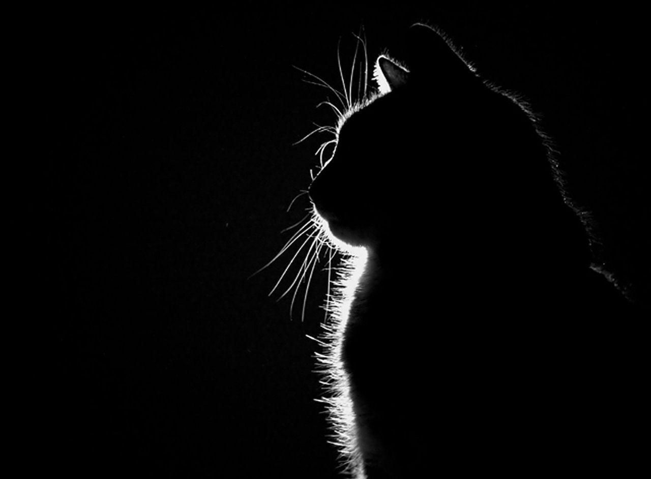 Cat silhouette wallpapers