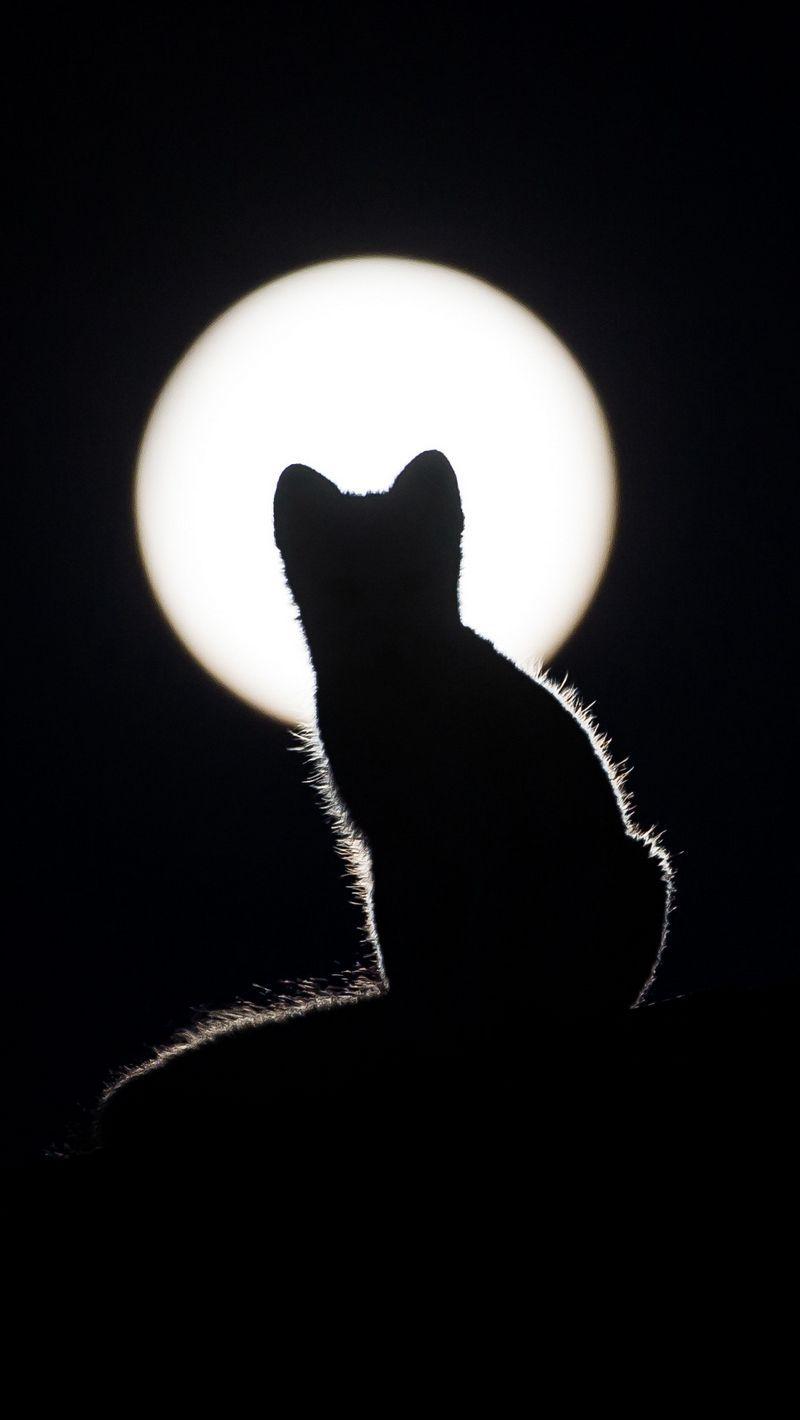 Cat silhouette wallpapers