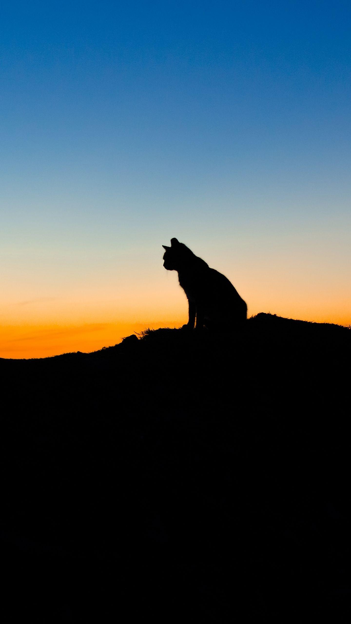 Cat silhouette wallpapers