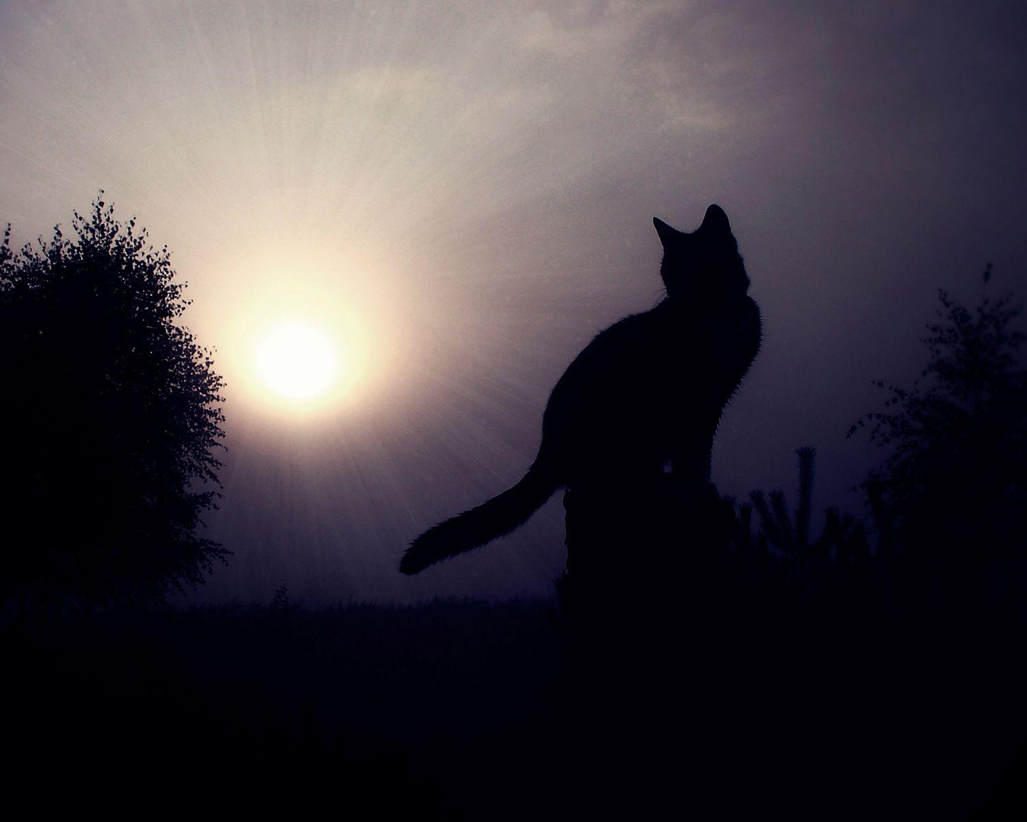Cat silhouette wallpapers