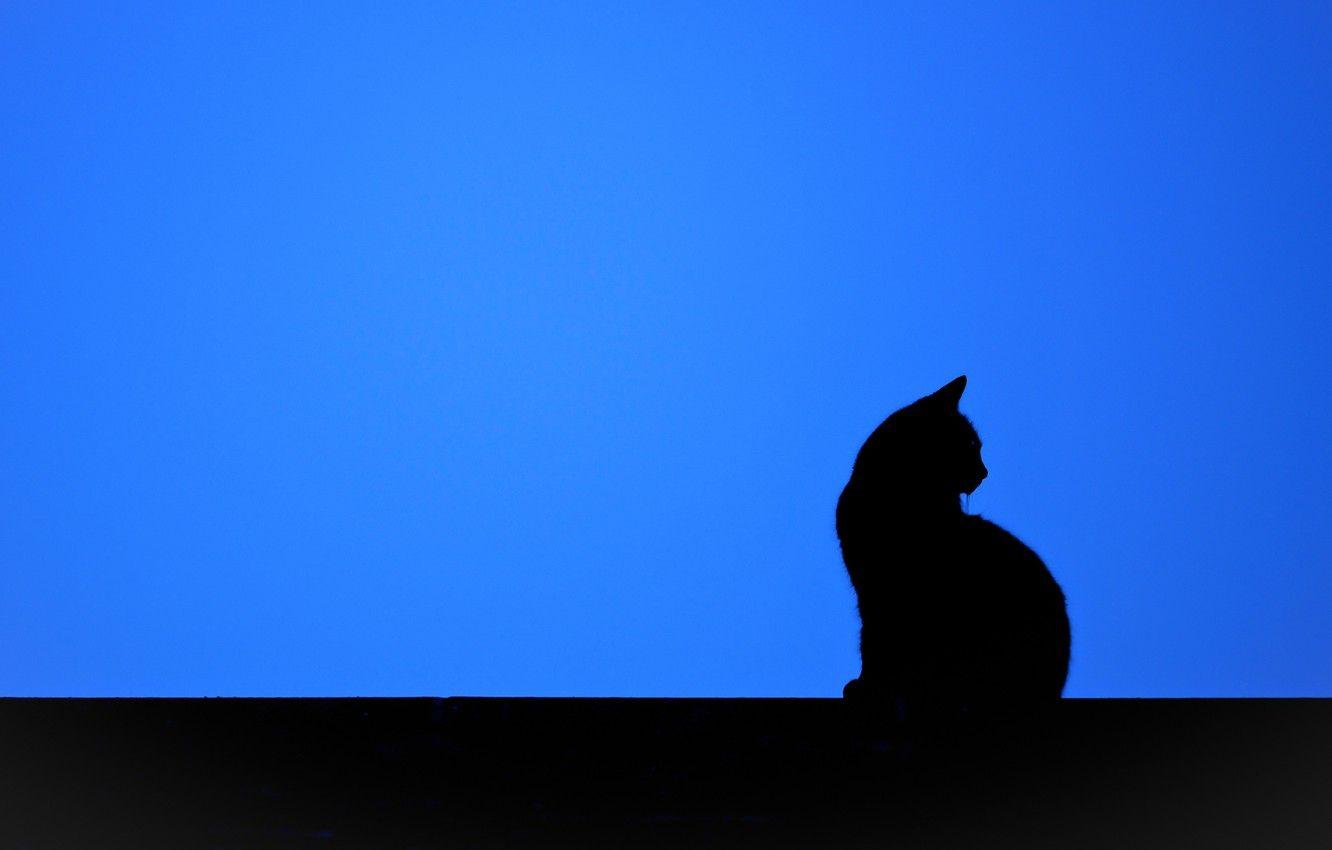 Cat silhouette wallpapers