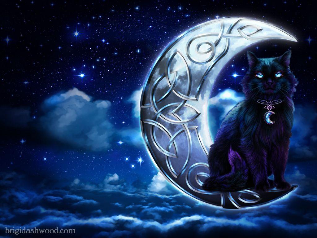 Cat and moon wallpapers
