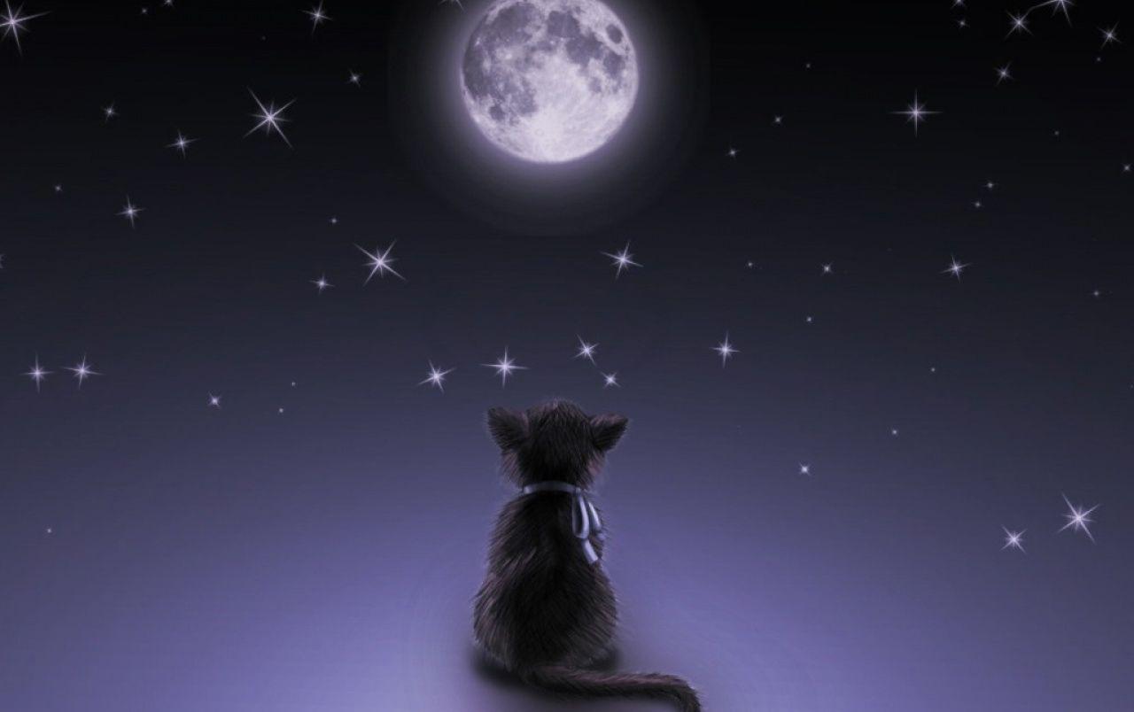 Cat and moon wallpapers
