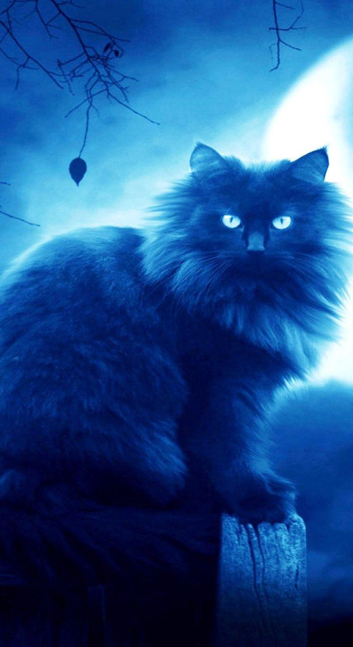 Cat and moon wallpapers