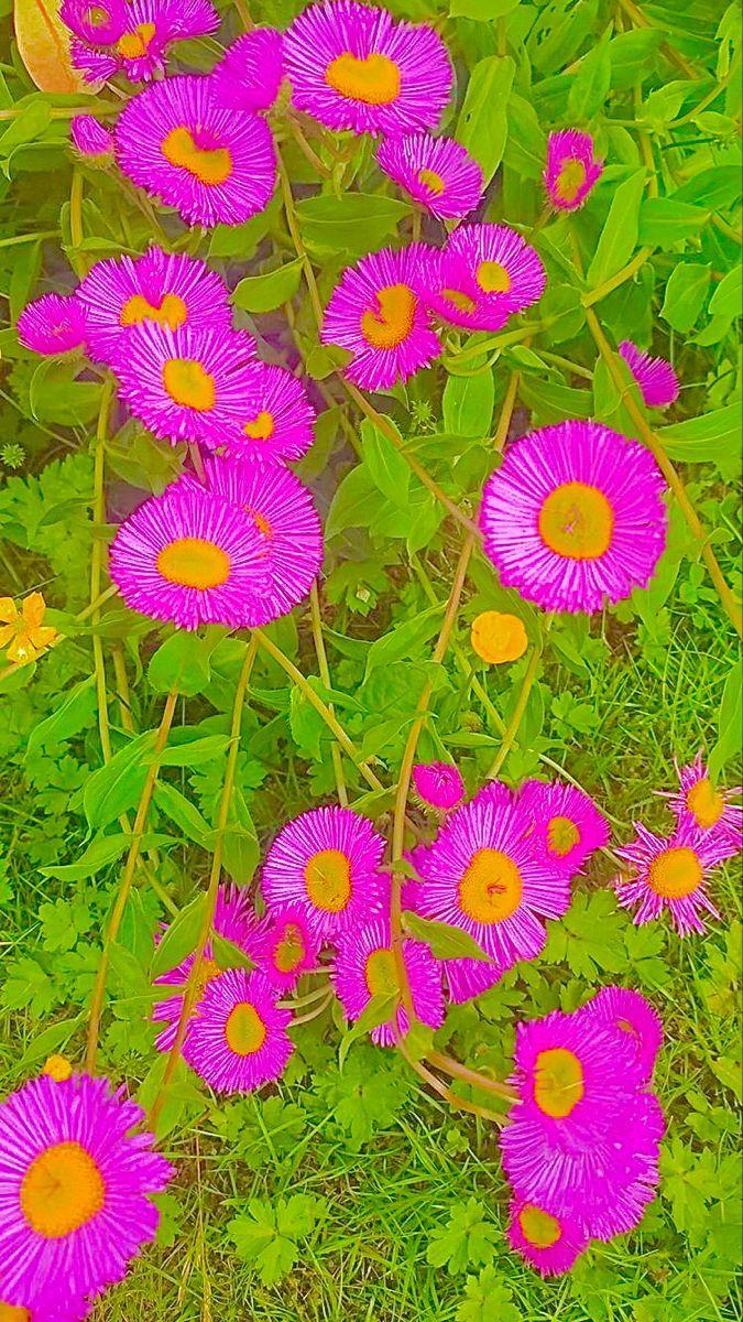 indie flower wallpapers top free indie flower on indie flowers wallpapers