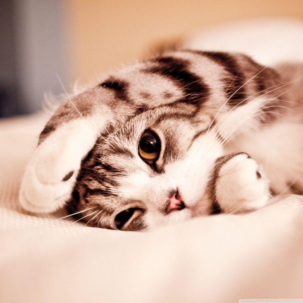 This is important to understand when bringing a new kitty into your home, as cats are notorious for operating. Cat Tablet Wallpapers Top Free Cat Tablet Backgrounds Wallpaperaccess