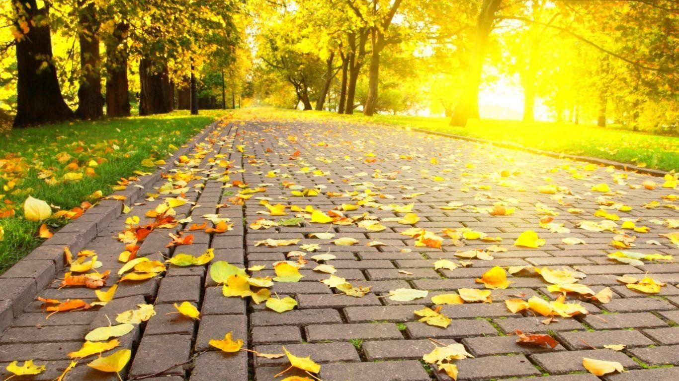 Green screen saver on the phone . Full Screen HD Wallpapers - Top Free Full Screen HD ...