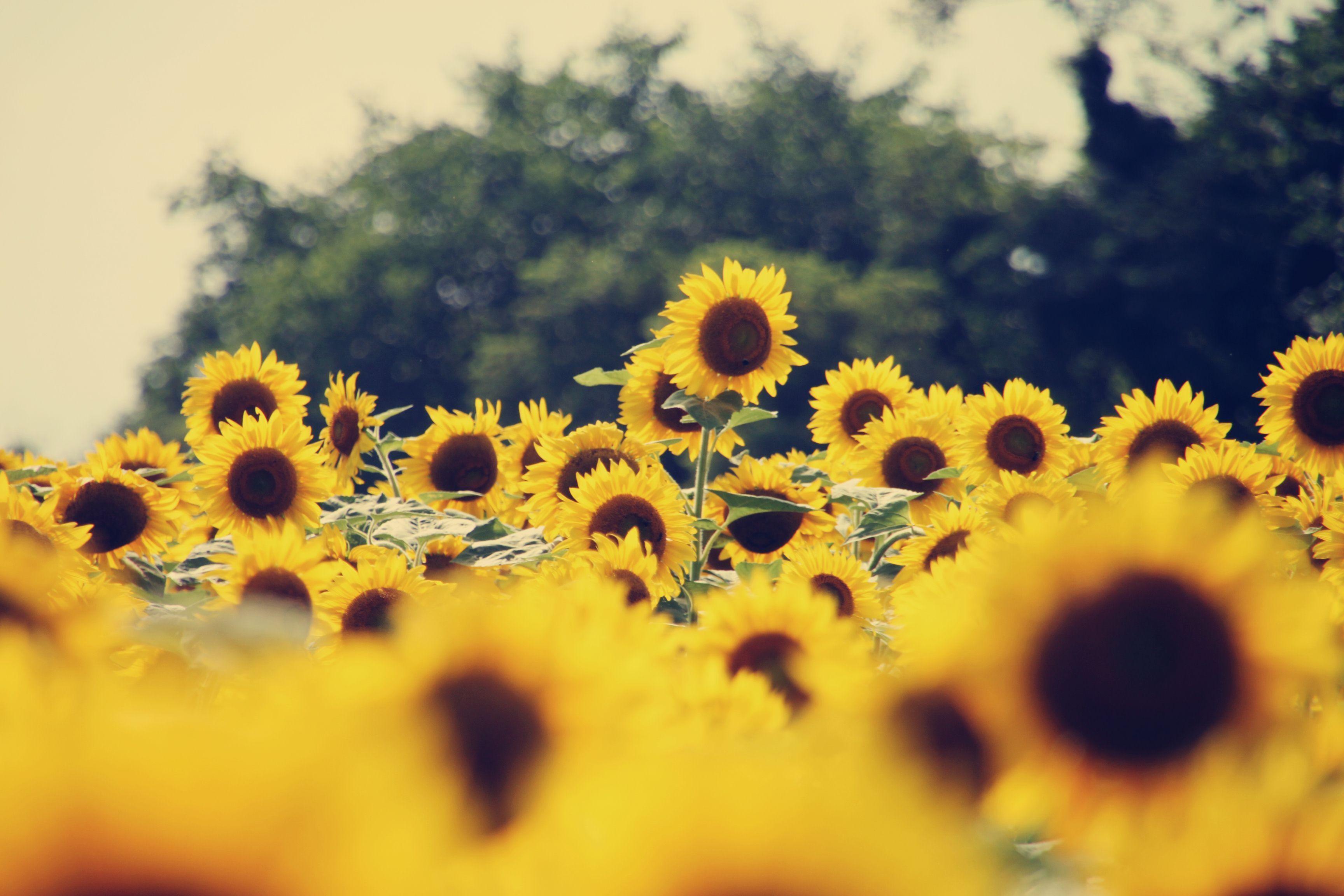 aesthetic sunflower computer wallpapers top free on laptop sunflower tumblr wallpapers