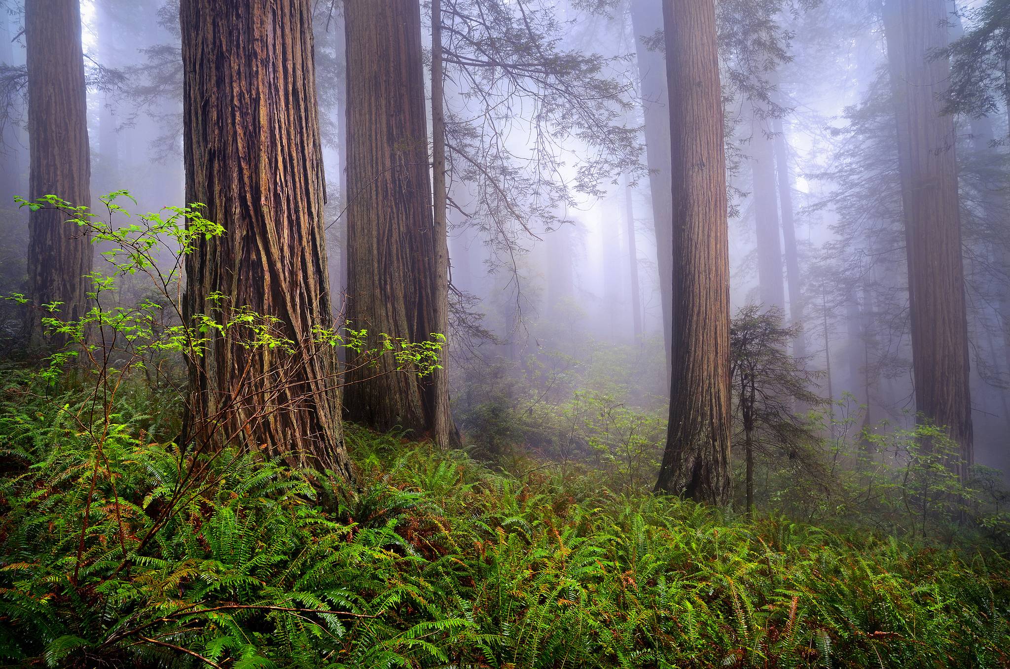 Redwoods wallpapers