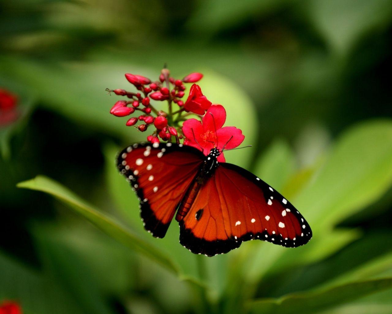 Categories for pink butterfly wallpapers. Red Butterfly 3d Wallpapers Top Free Red Butterfly 3d Backgrounds Wallpaperaccess