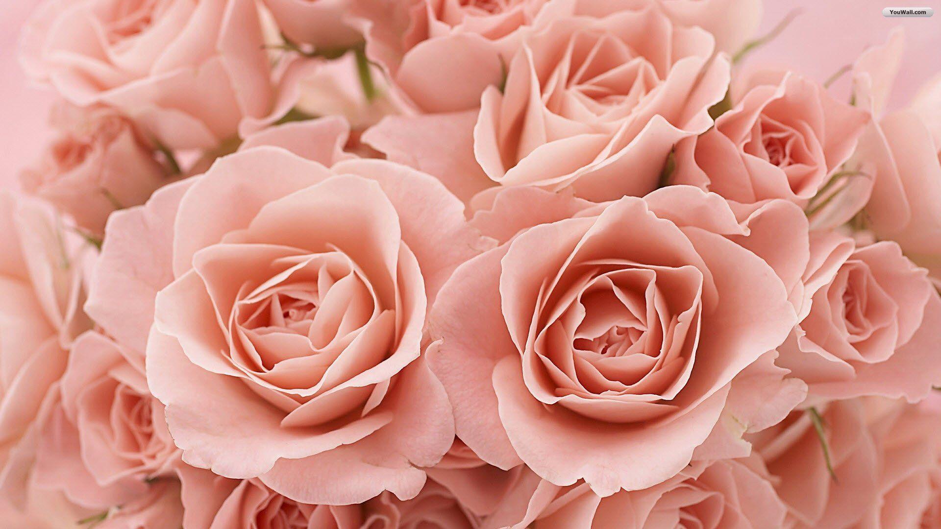 Here are some easy ways to use it in your home. Light Pink Roses Wallpapers Top Free Light Pink Roses Backgrounds Wallpaperaccess