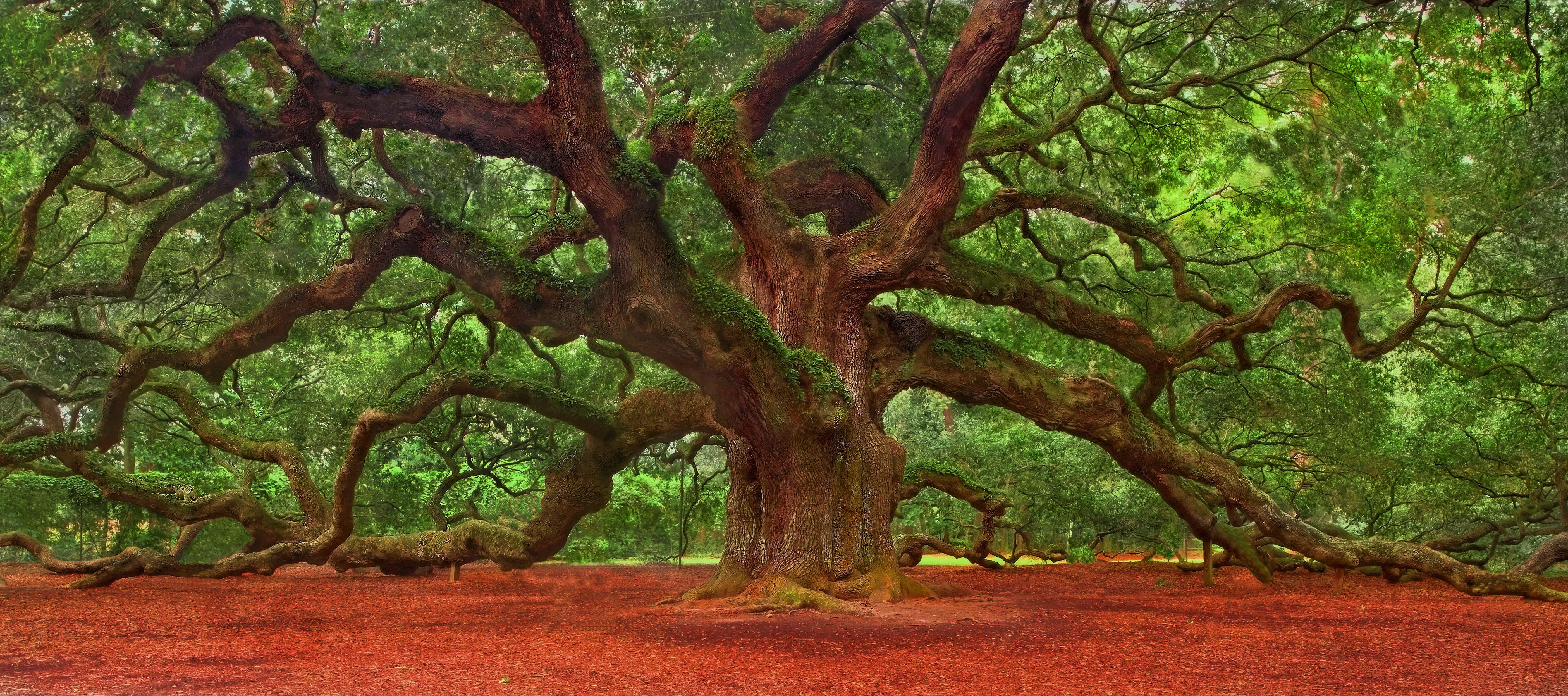Oak tree wallpapers