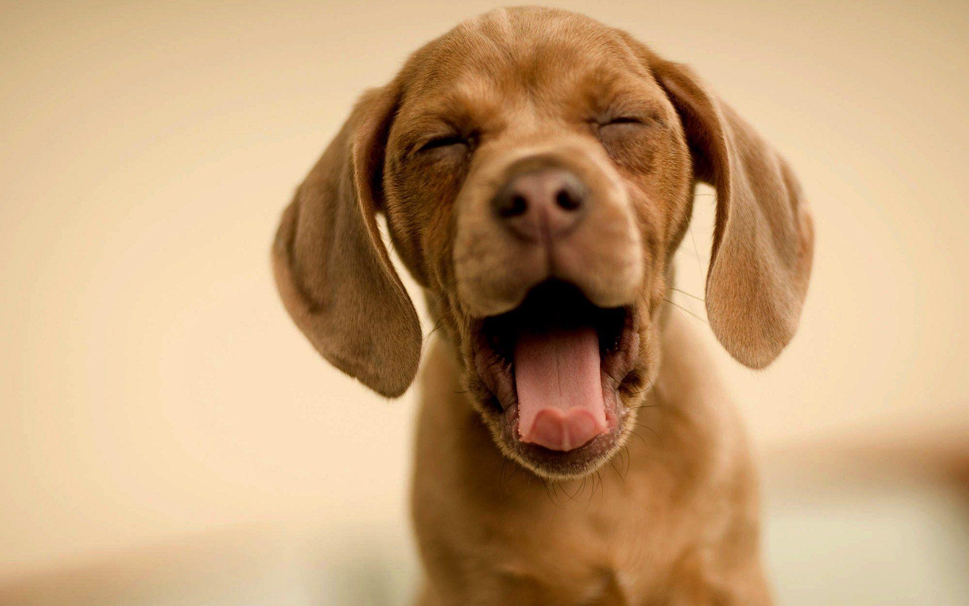 Funny dog wallpapers