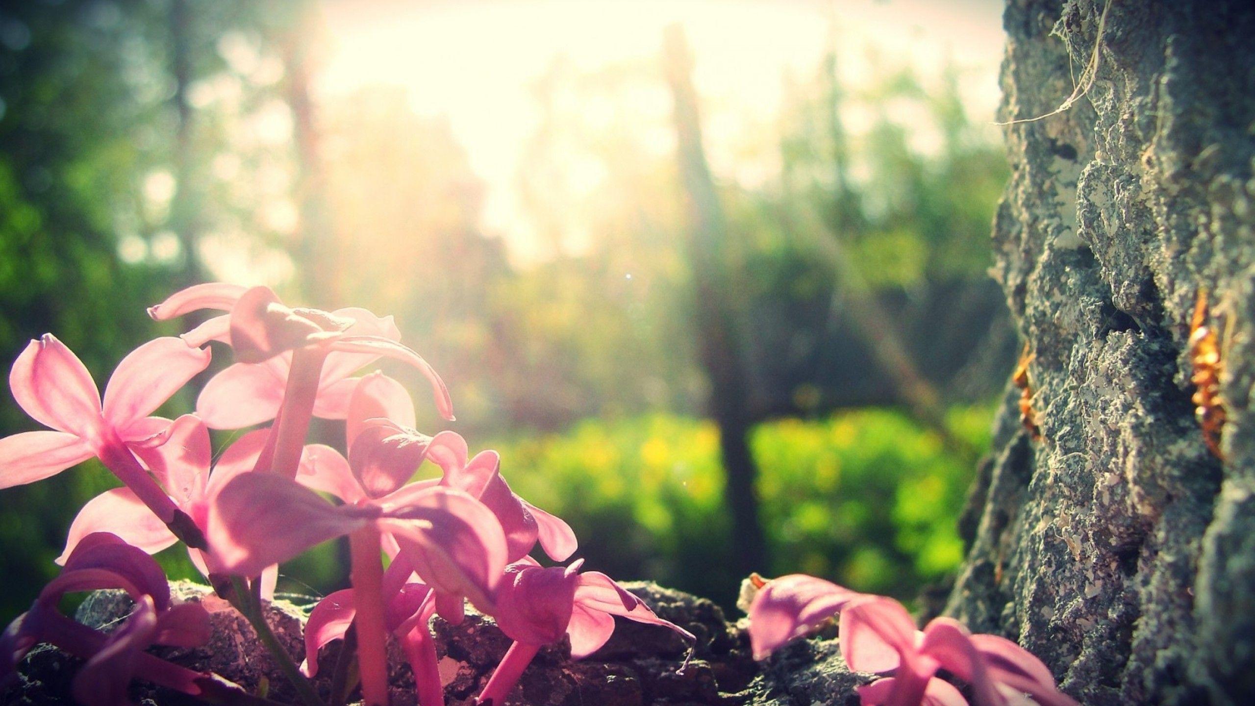 Nature images · hq background images. Pink Forest Flower Wallpapers Top Free Pink Forest Flower Backgrounds Wallpaperaccess