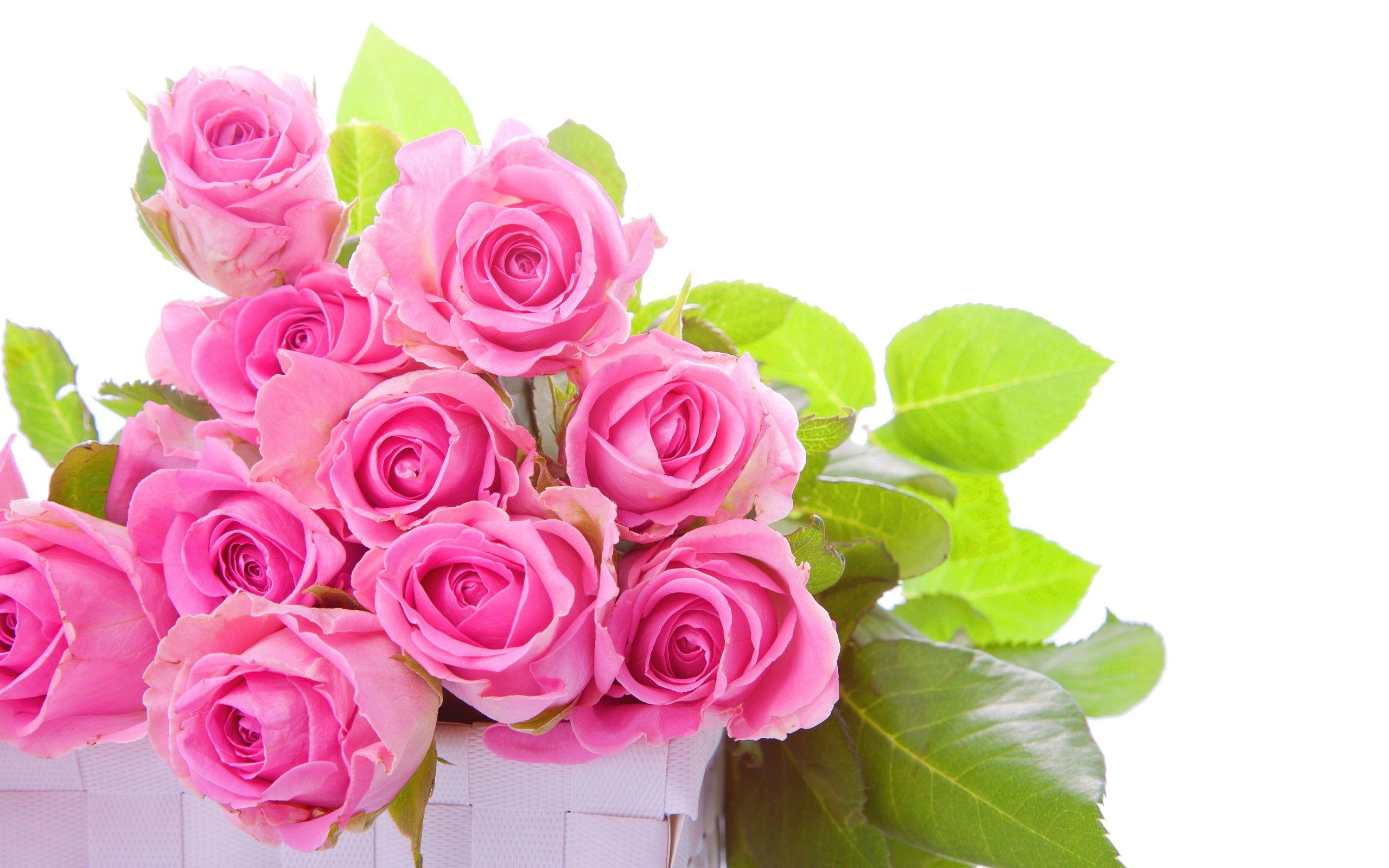 3337px x 2207px 3016 kb . Pink Rose Hd Wallpapers Top Free Pink Rose Hd Backgrounds Wallpaperaccess