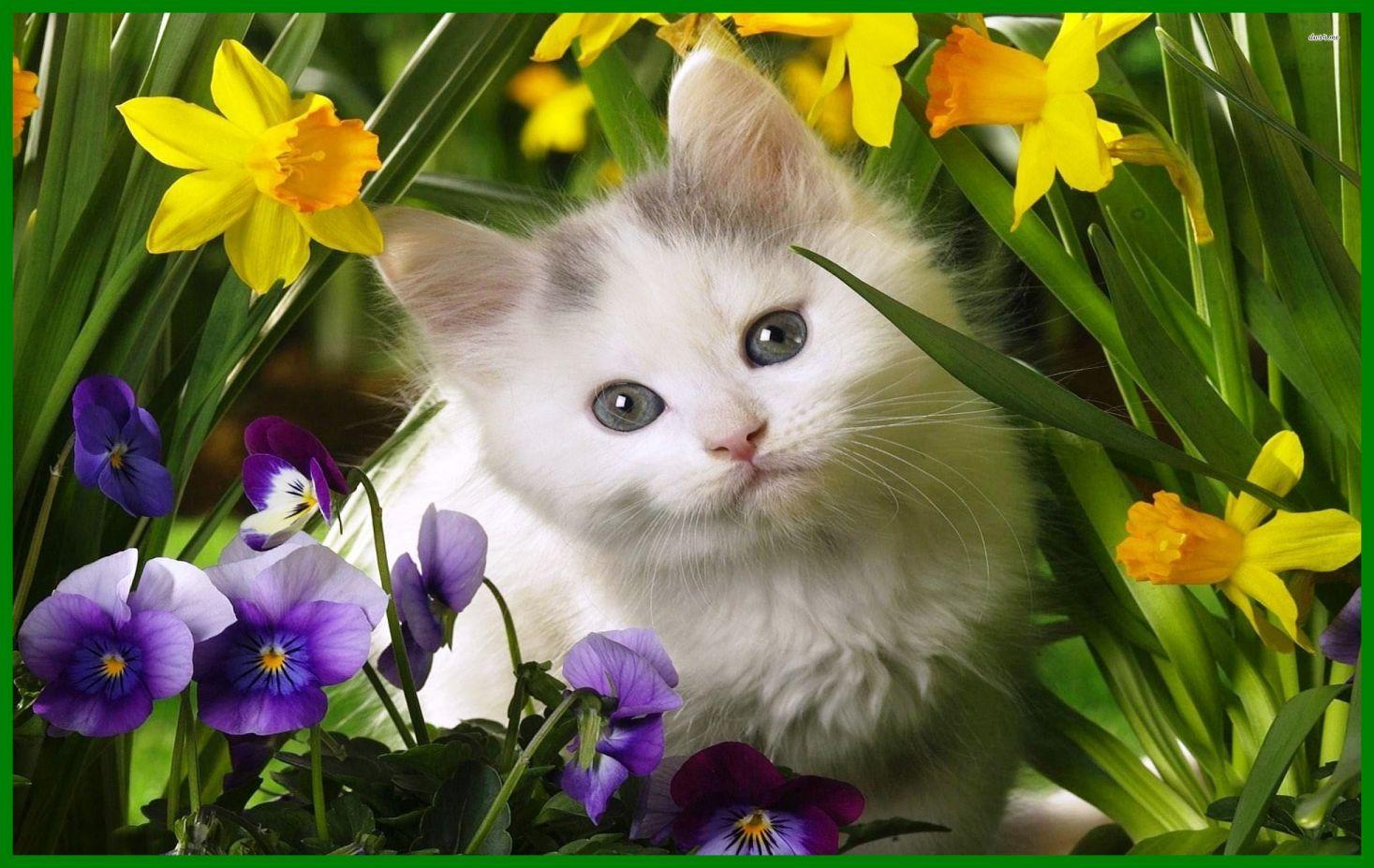 Cute cats and kittens wallpapers