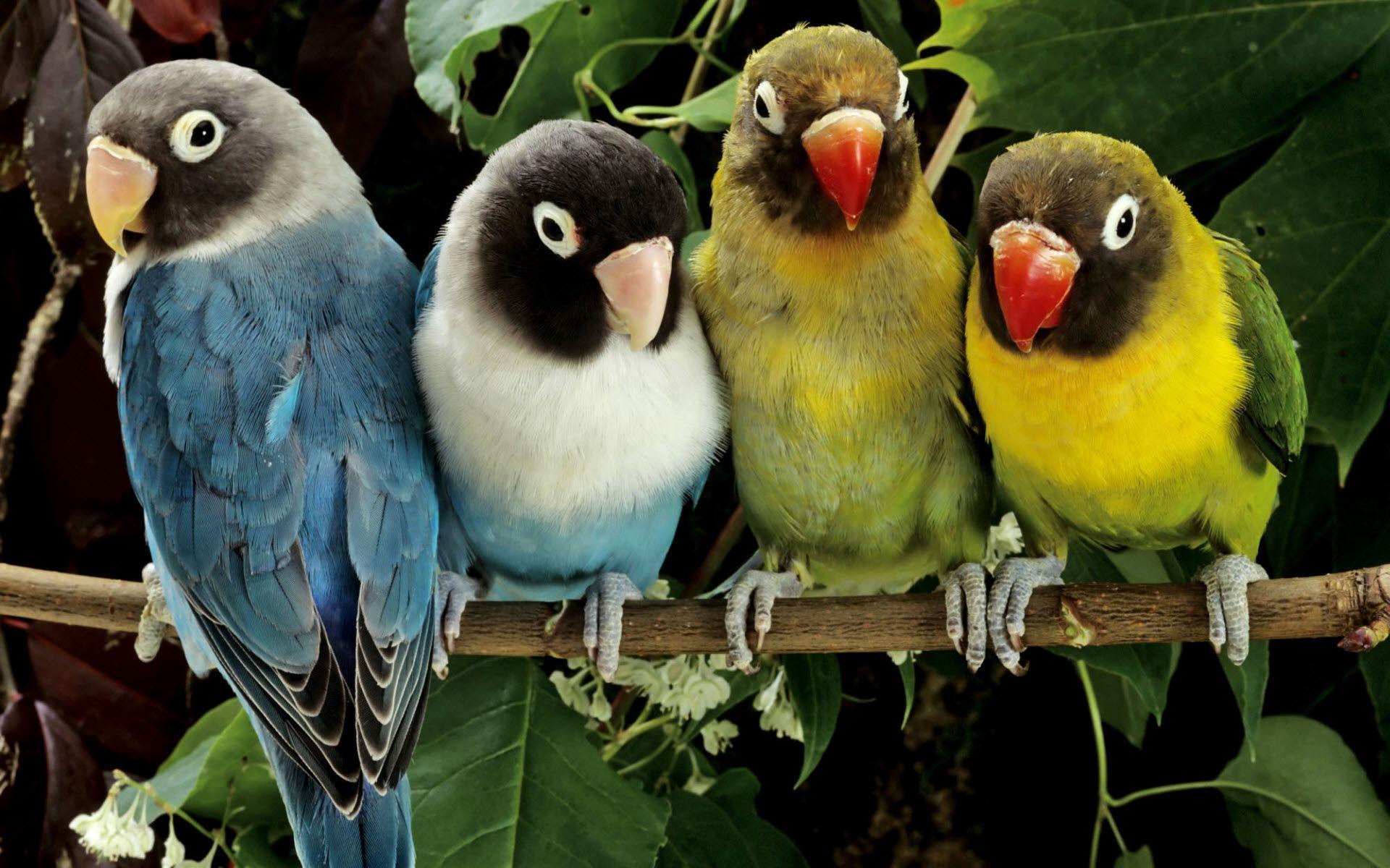 Lovebird Wallpapers - Top Free Lovebird Backgrounds - Wallpaperaccess 1200_X_1920_jpg