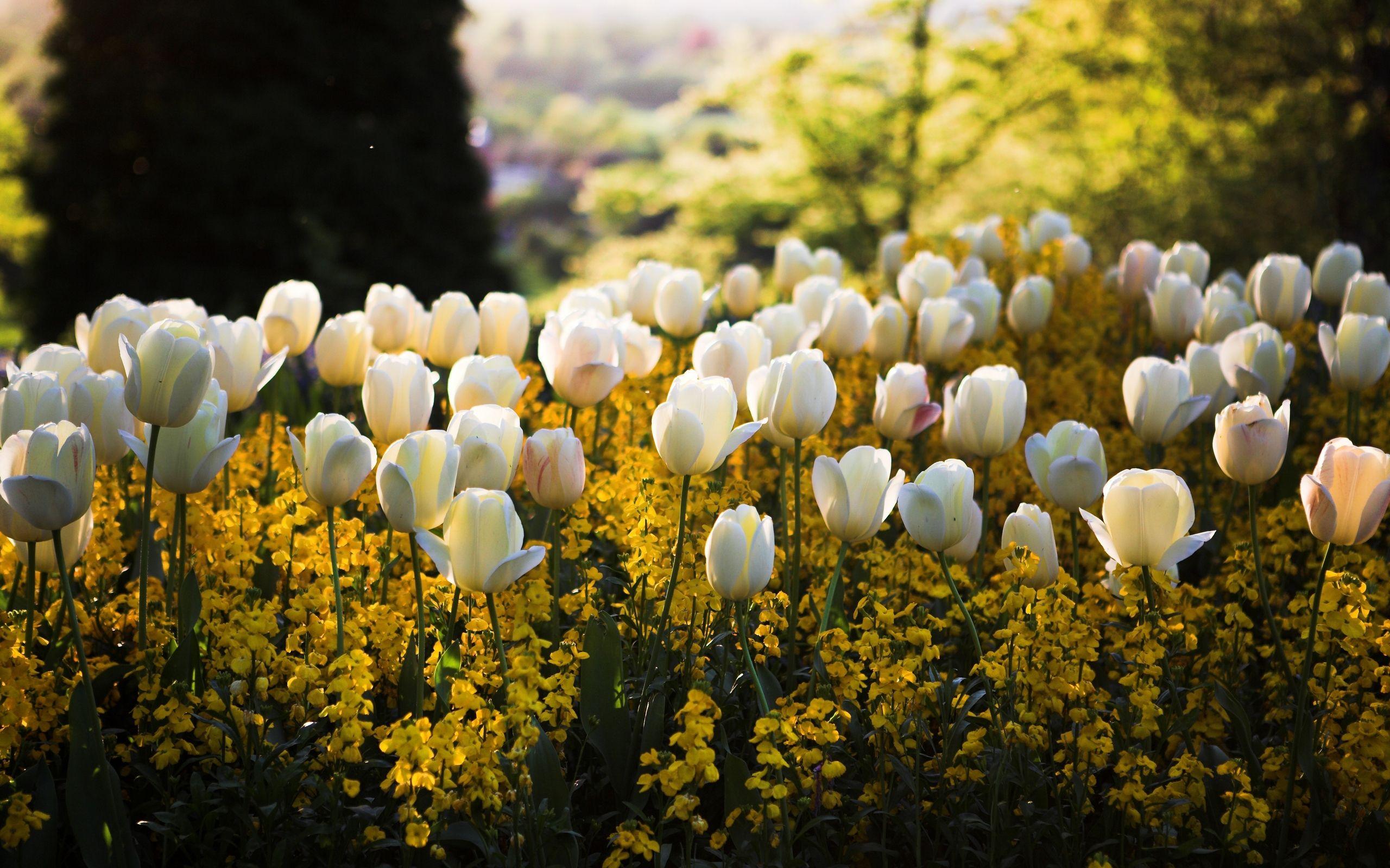 Vintage springtime wallpapers