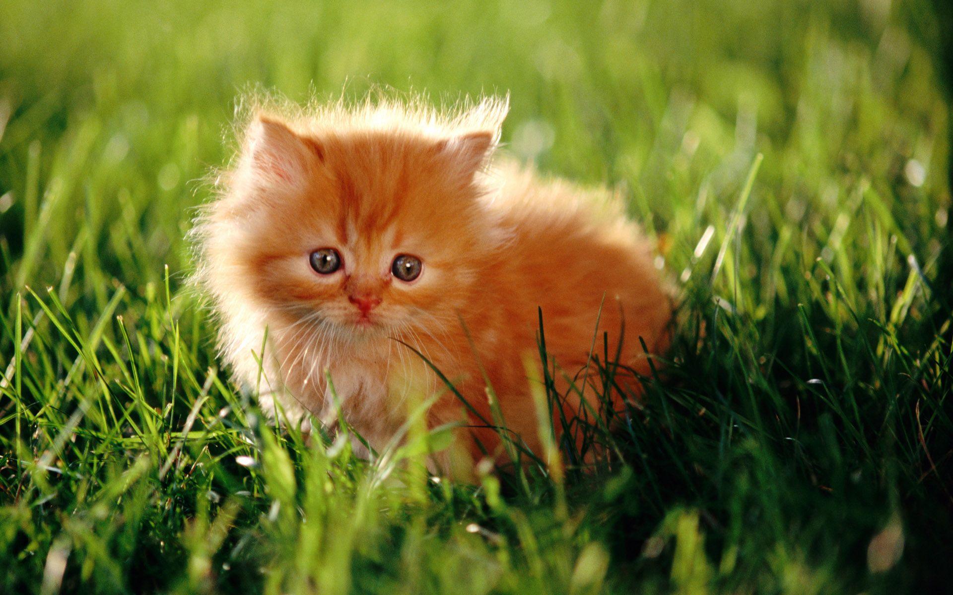 Gratis Download Gambar Cat Wallpaper For Android Apk Download Terkeren oleh Lampunghits.com