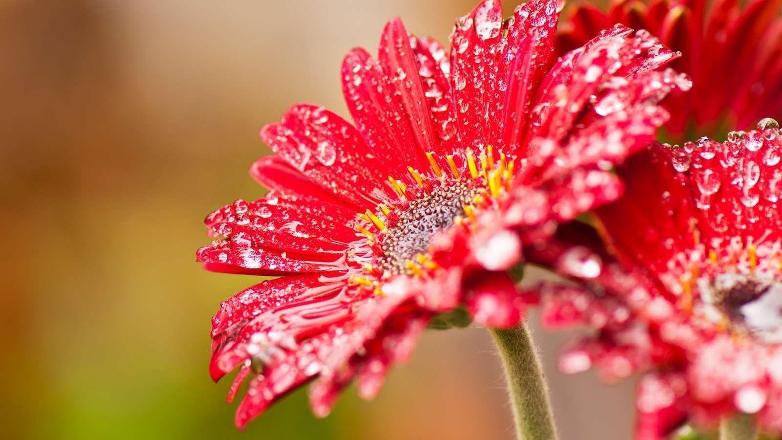 Download lock screen flower wallpaper hd for desktop or mobile device. Different Flower Wallpapers Top Free Different Flower Backgrounds Wallpaperaccess