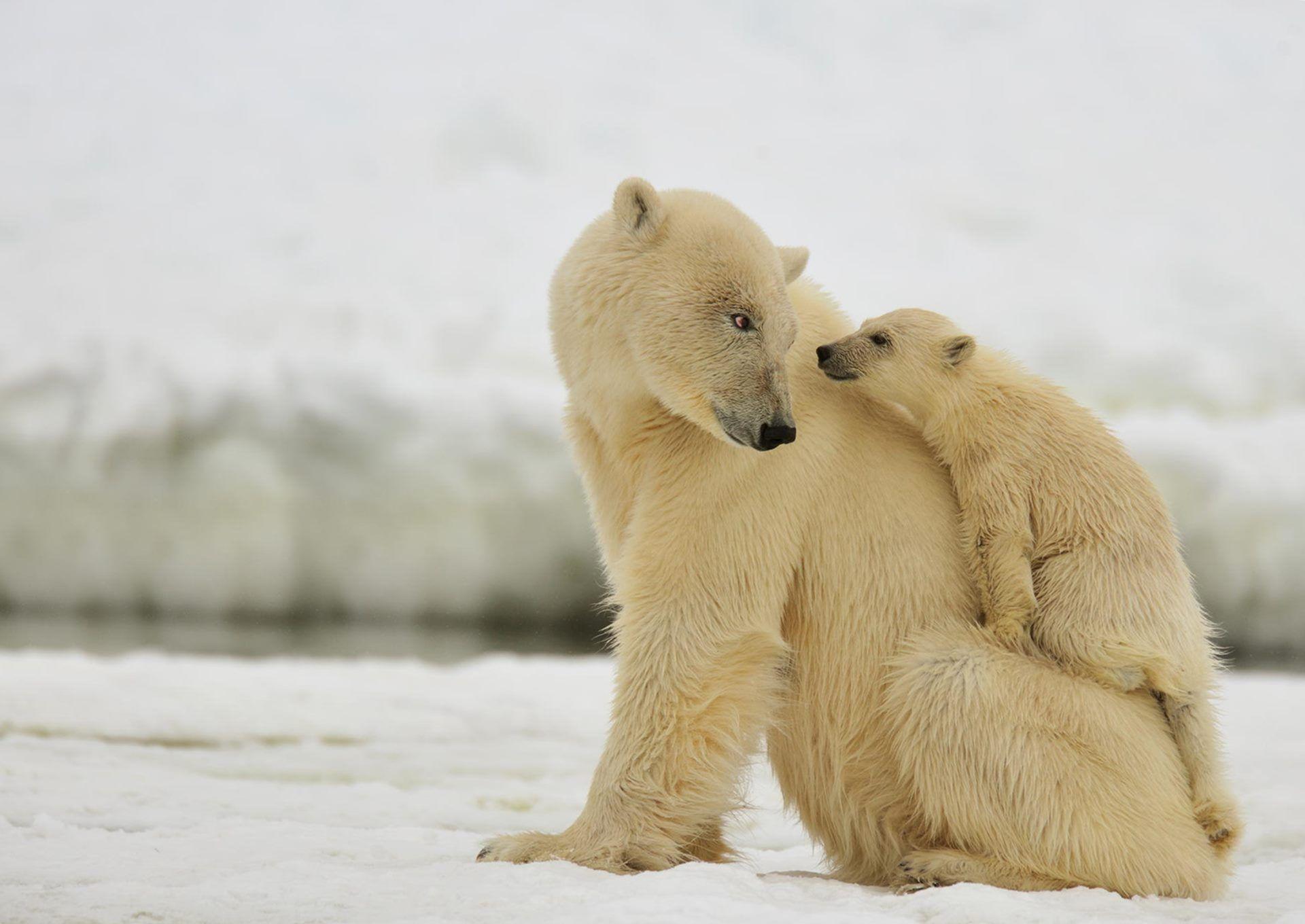 1920x1080 baby polar bear wallpaper ·① wallpapertag>. Baby Polar Bear Wallpapers Top Free Baby Polar Bear Backgrounds Wallpaperaccess