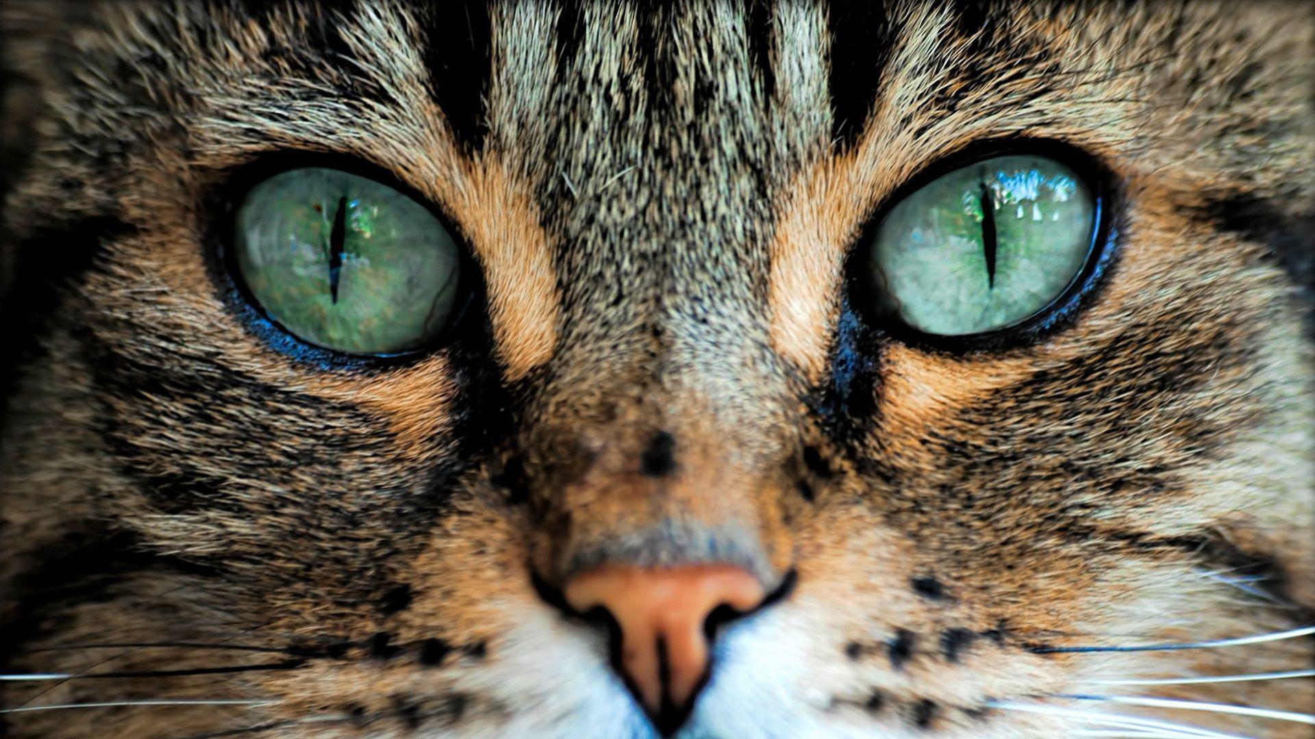 Cat eyes desktop wallpapers