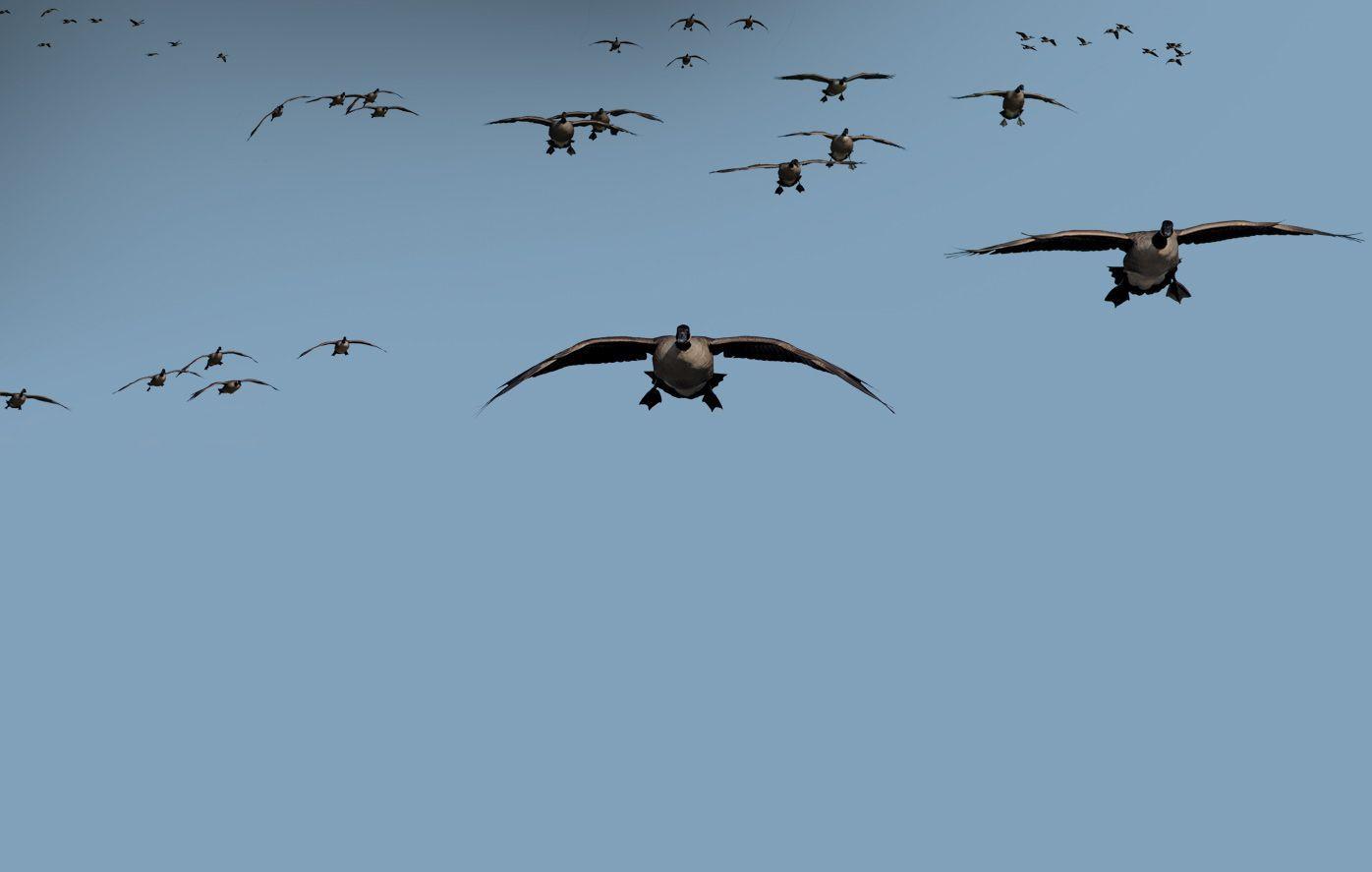 You can also upload and share your favorite duck hunting wallpapers. Goose Hunting Wallpapers Top Free Goose Hunting Backgrounds Wallpaperaccess