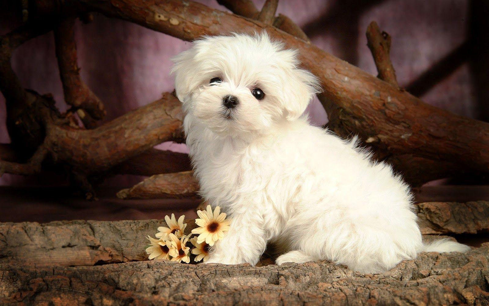 These adorable dog videos will leave you smiling. Maltese Puppies Wallpapers Top Free Maltese Puppies Backgrounds Wallpaperaccess