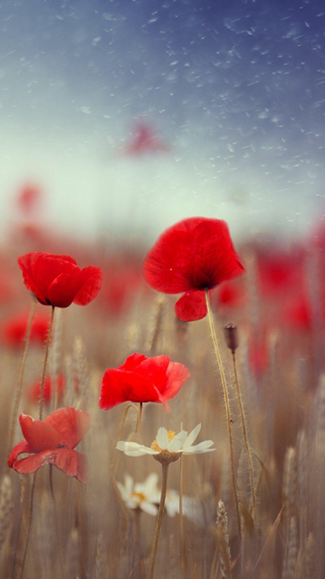 Poppy Wallpapers - Top Free Poppy Backgrounds ...