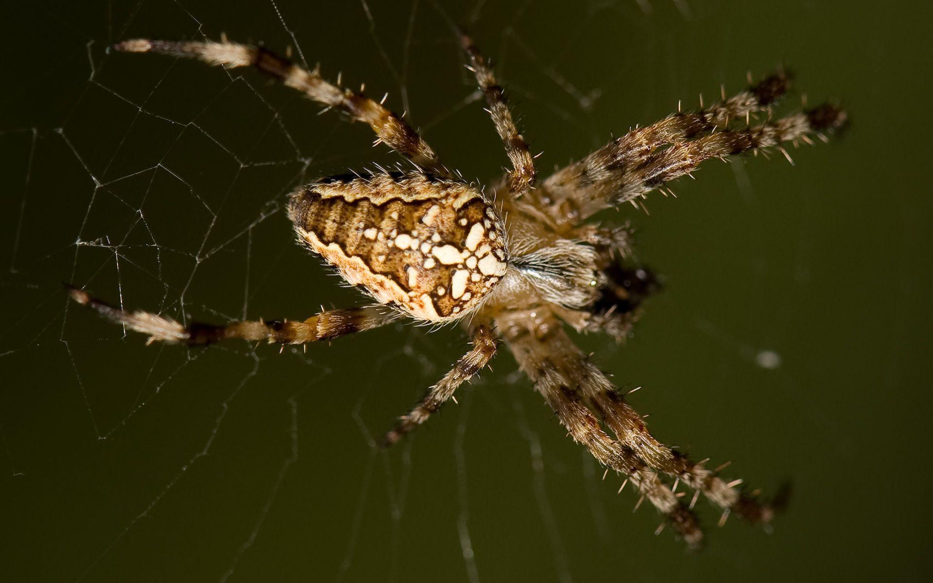 Cute Spider Wallpapers Top Free Cute Spider Backgrounds Wallpaperaccess Cute Spider Wallpapers Top Free Cute Spider Backgrounds Wallpaperaccess