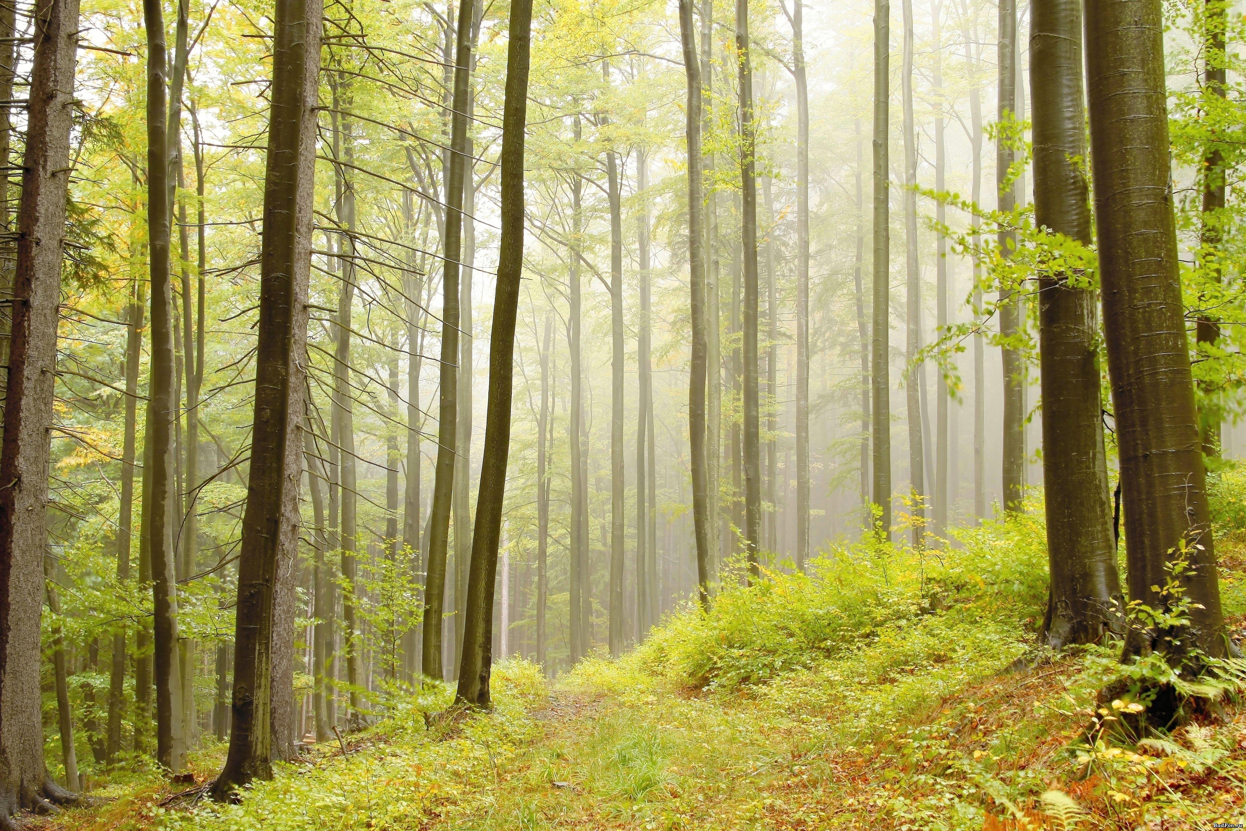 What Is An Alder Tree Information About Alder Trees Dummer Garden Manage Gfinger Es La App De Jardineria Mas Profesional