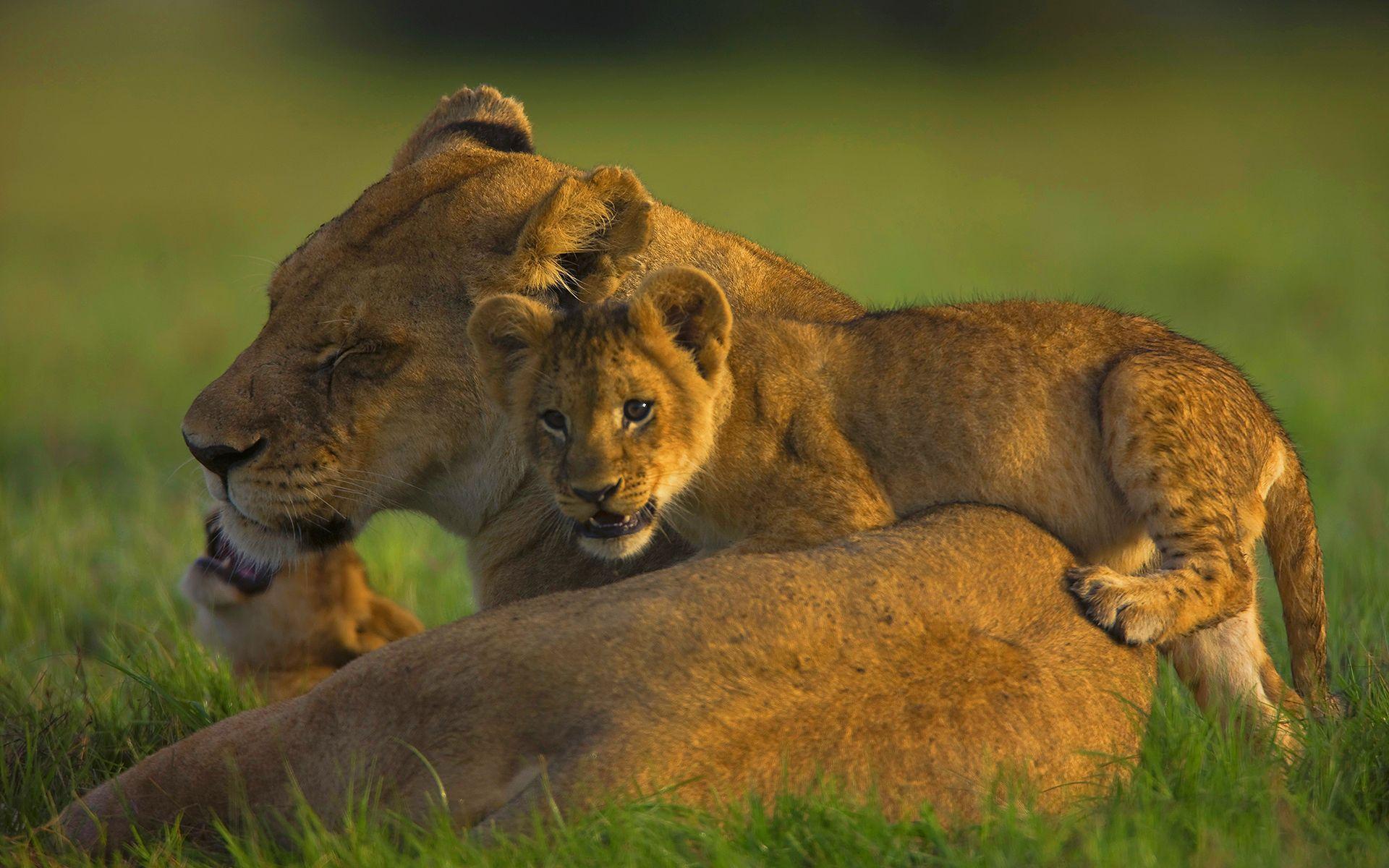 Cute lion cubs wallpapers