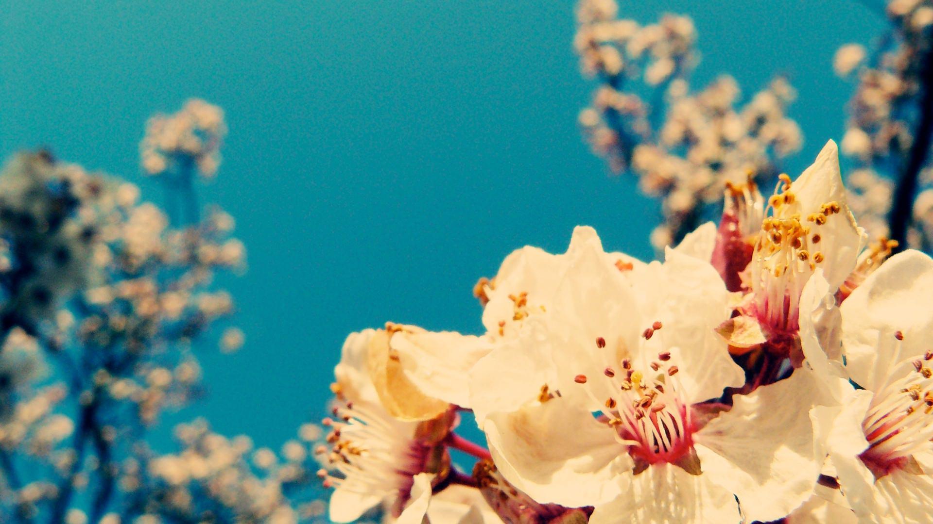 This week we're diving into worlds of fantasy with several great, imaginative wallpapers. Aesthetic Flowers Desktop Wallpapers Top Free Aesthetic Flowers Desktop Backgrounds Wallpaperaccess