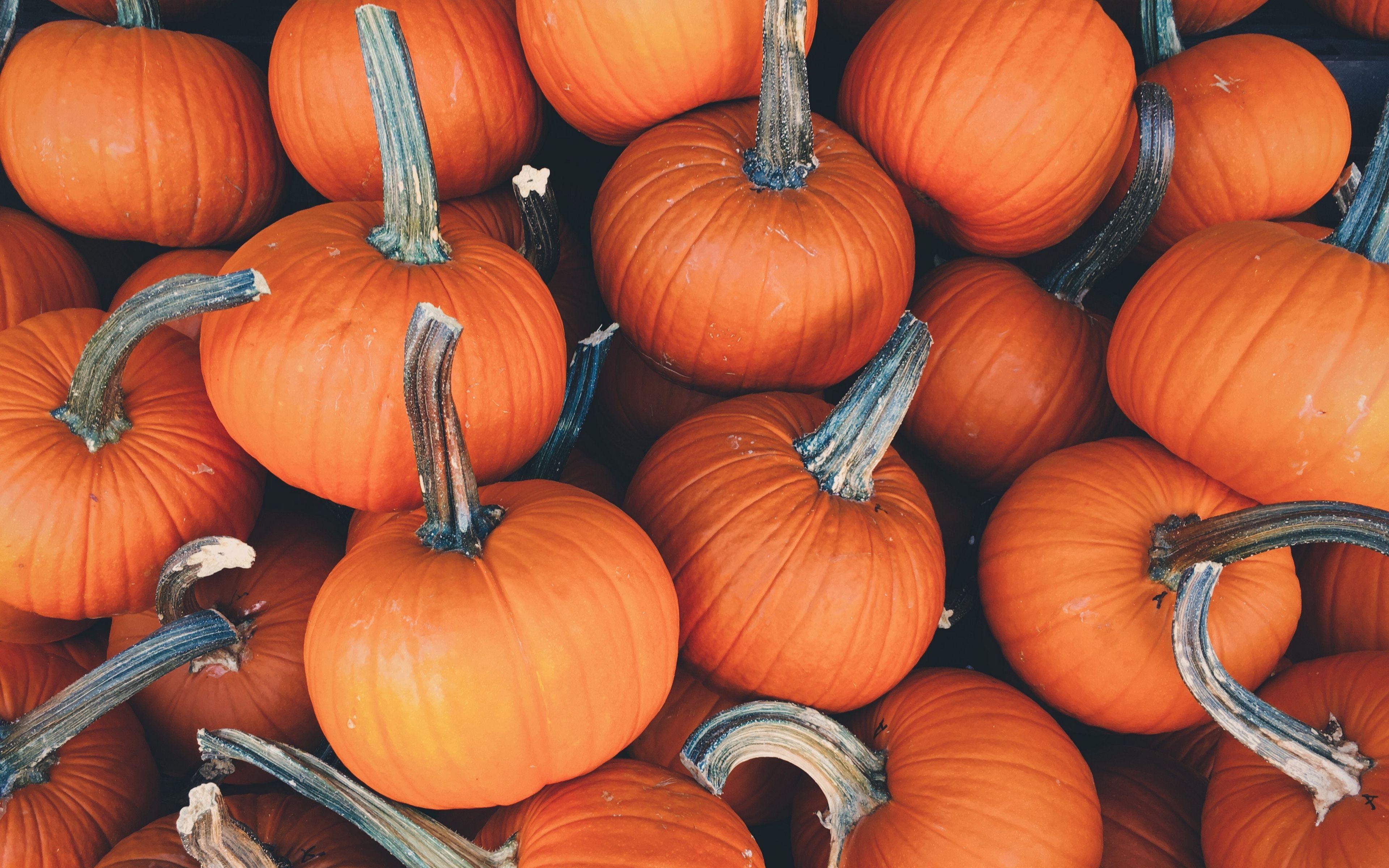 But believe it or not, flower bulbs, vegetables and shrubs all thrive when planted during this time of year. Autumn Pumpkin Desktop Wallpapers Top Free Autumn Pumpkin Desktop Backgrounds Wallpaperaccess