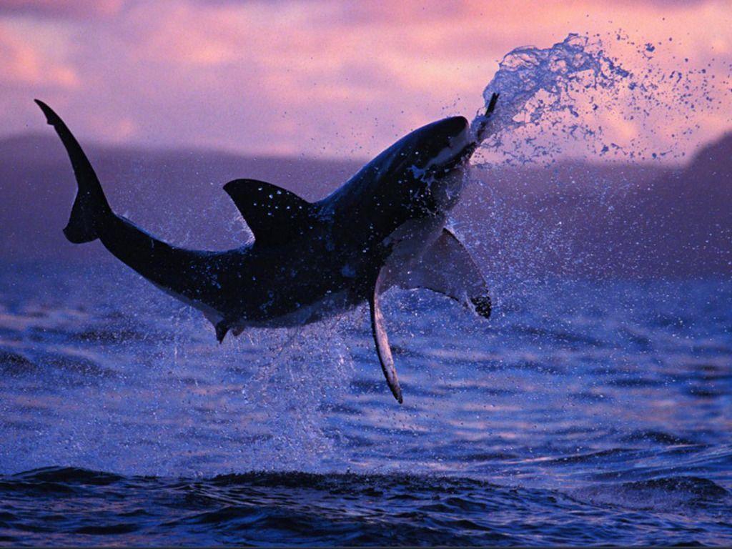 You can search several different ways, depending on what information you have available to enter in the site's search bar. Shark Breaching Wallpapers Top Free Shark Breaching Backgrounds Wallpaperaccess