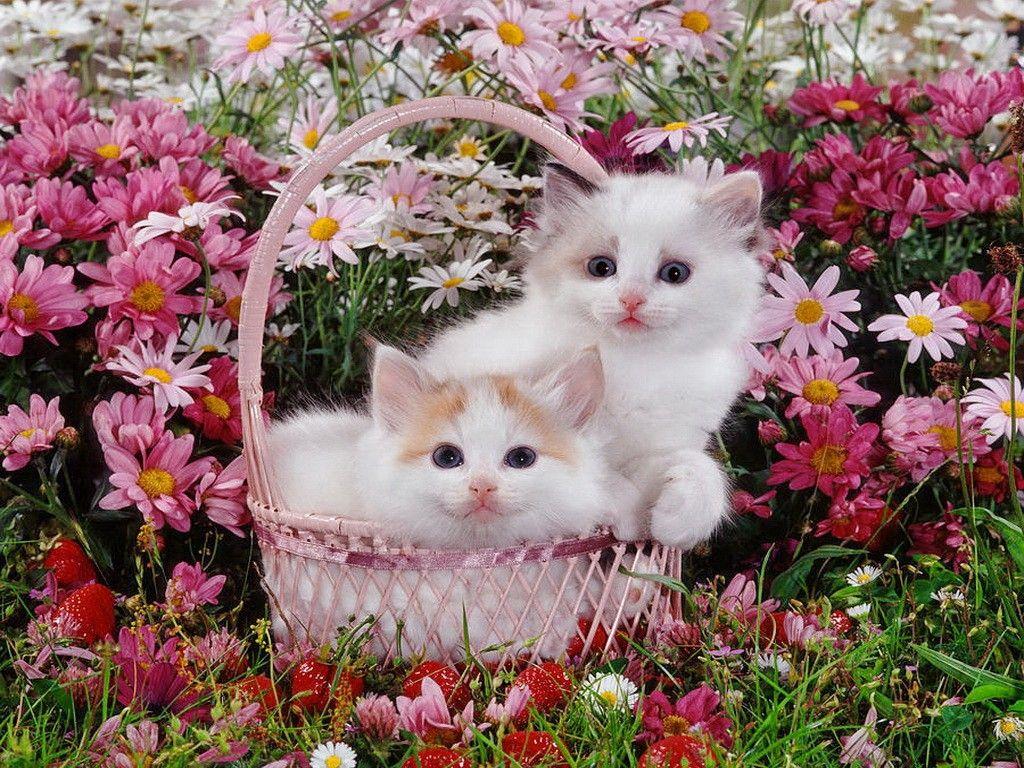 Cat and flower wallpapers