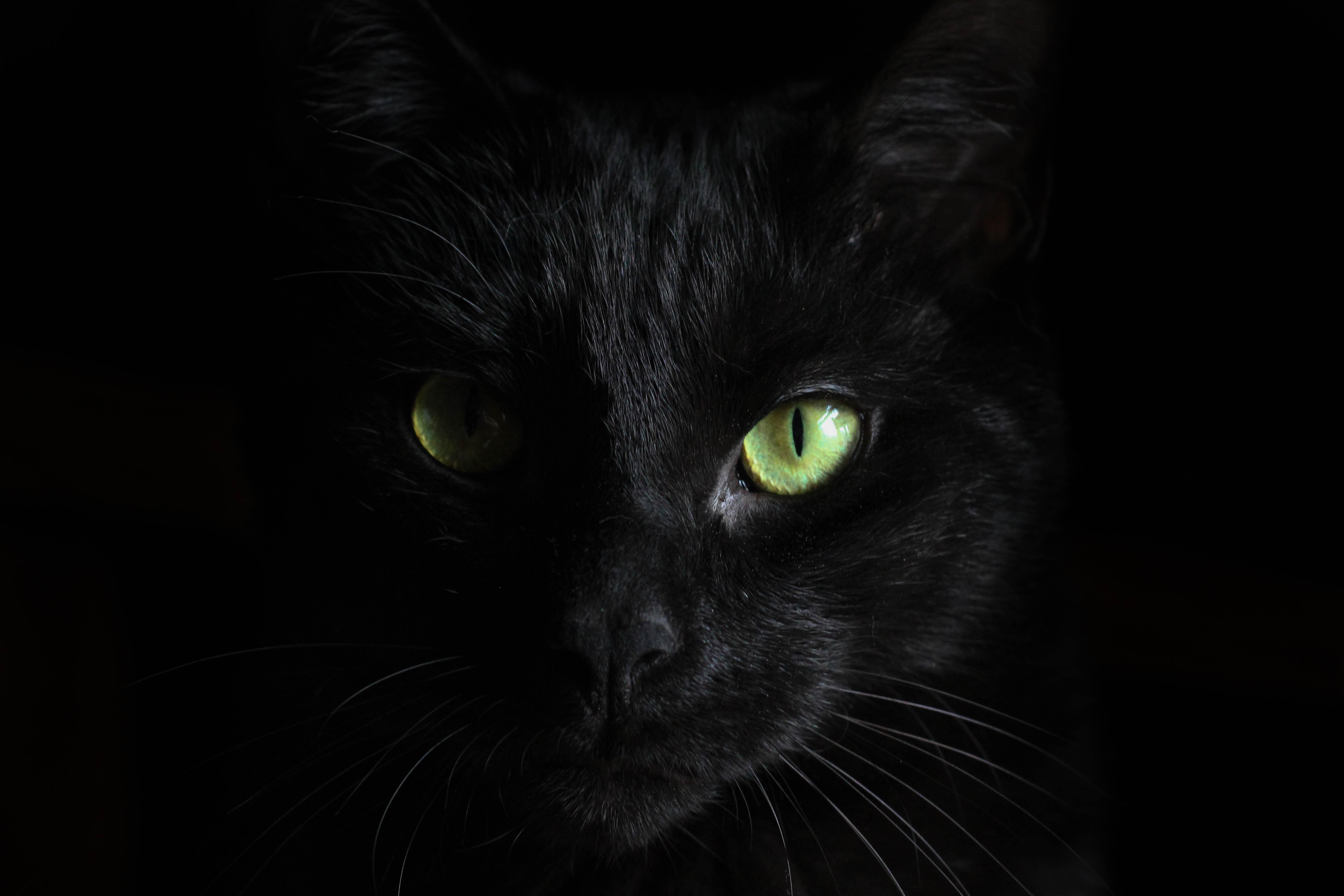 Beautiful Witch Cat Wallpapers - Top Free Beautiful Witch Cat Backgrounds - Wallpaperaccess 3456_x_5184_jpg