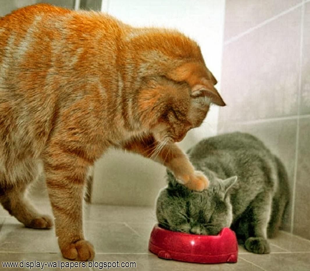 Check out this collection of funny pictures starting with this adorable lobster chihuahua to get the laughs started! Really Funny Wallpapers Top Free Really Funny Backgrounds Wallpaperaccess