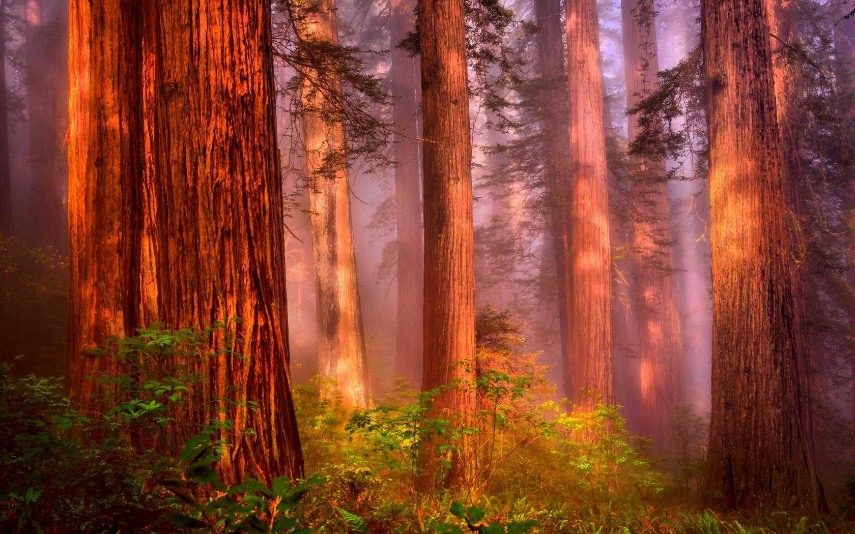 Redwood desktop wallpapers