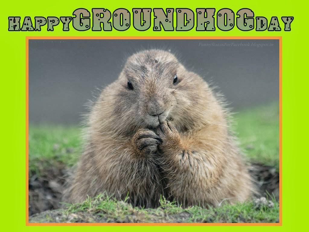 If you can relate, then rest assured that you're about to find yourself in good company. Happy Groundhog Day Wallpapers Top Free Happy Groundhog Day Backgrounds Wallpaperaccess