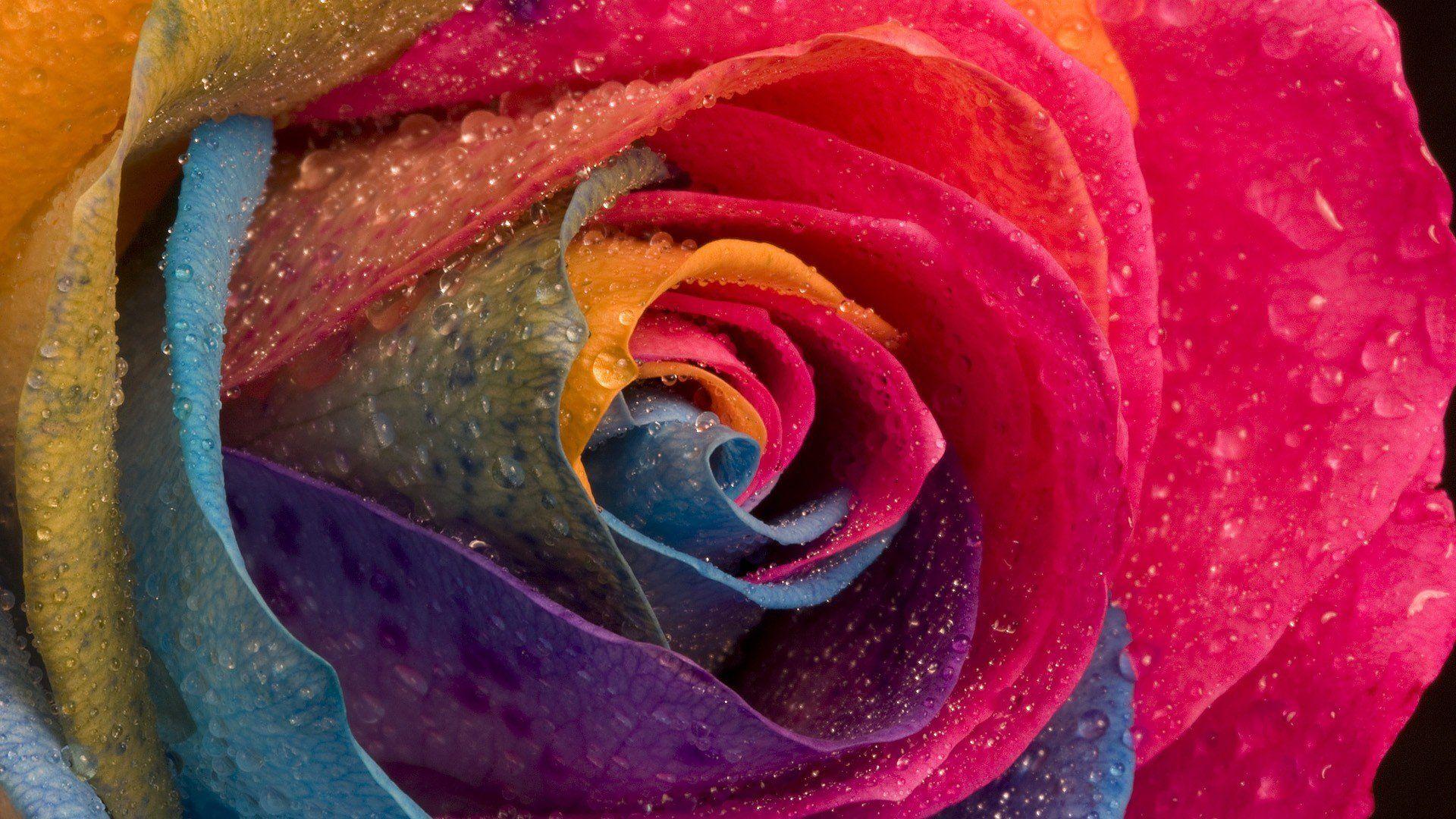 Find multicolored flowers stock images in hd and millions of other. Colorful Roses Desktop Wallpapers Top Free Colorful Roses Desktop Backgrounds Wallpaperaccess