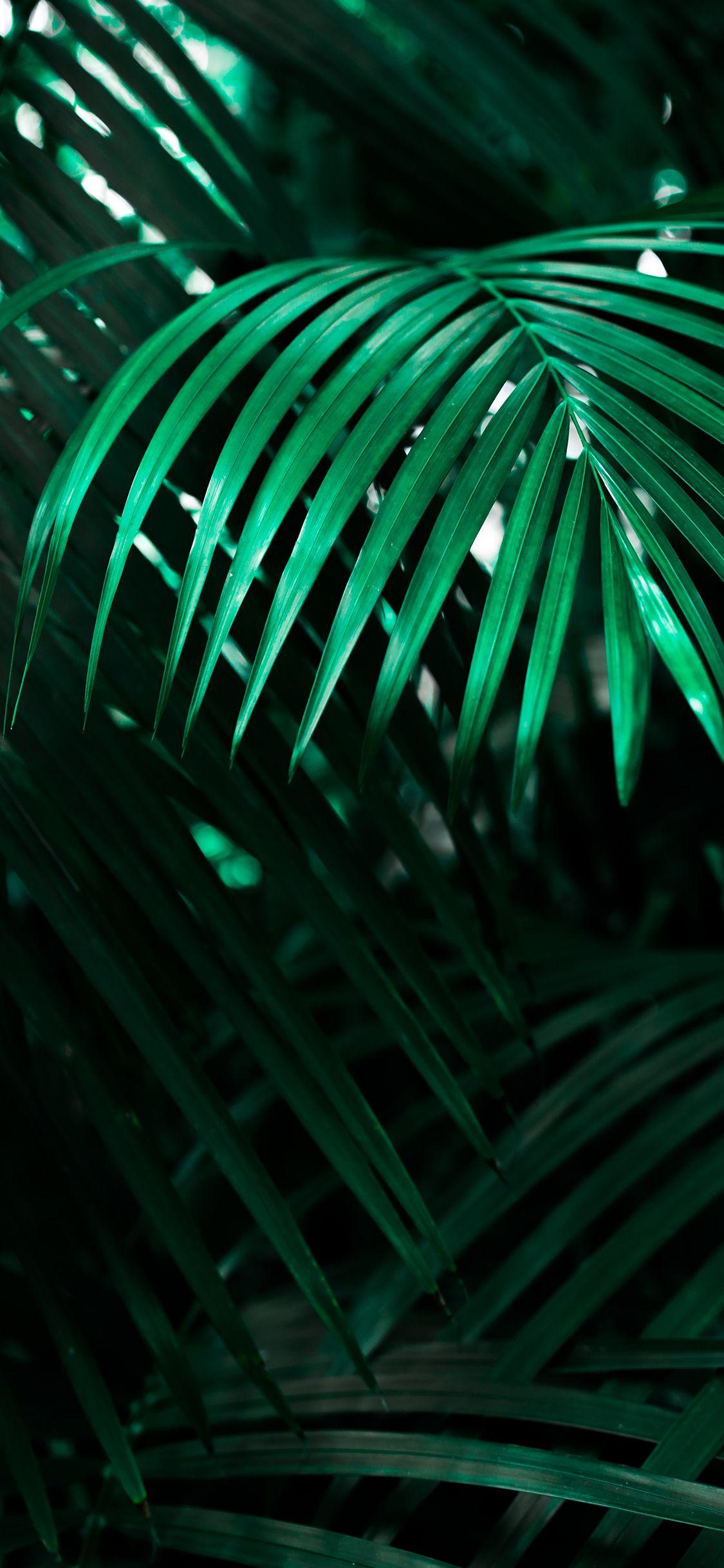 You can also upload and share your favorite 4k pc wallpapers. Green Iphone Xr Wallpapers Top Free Green Iphone Xr Backgrounds Wallpaperaccess