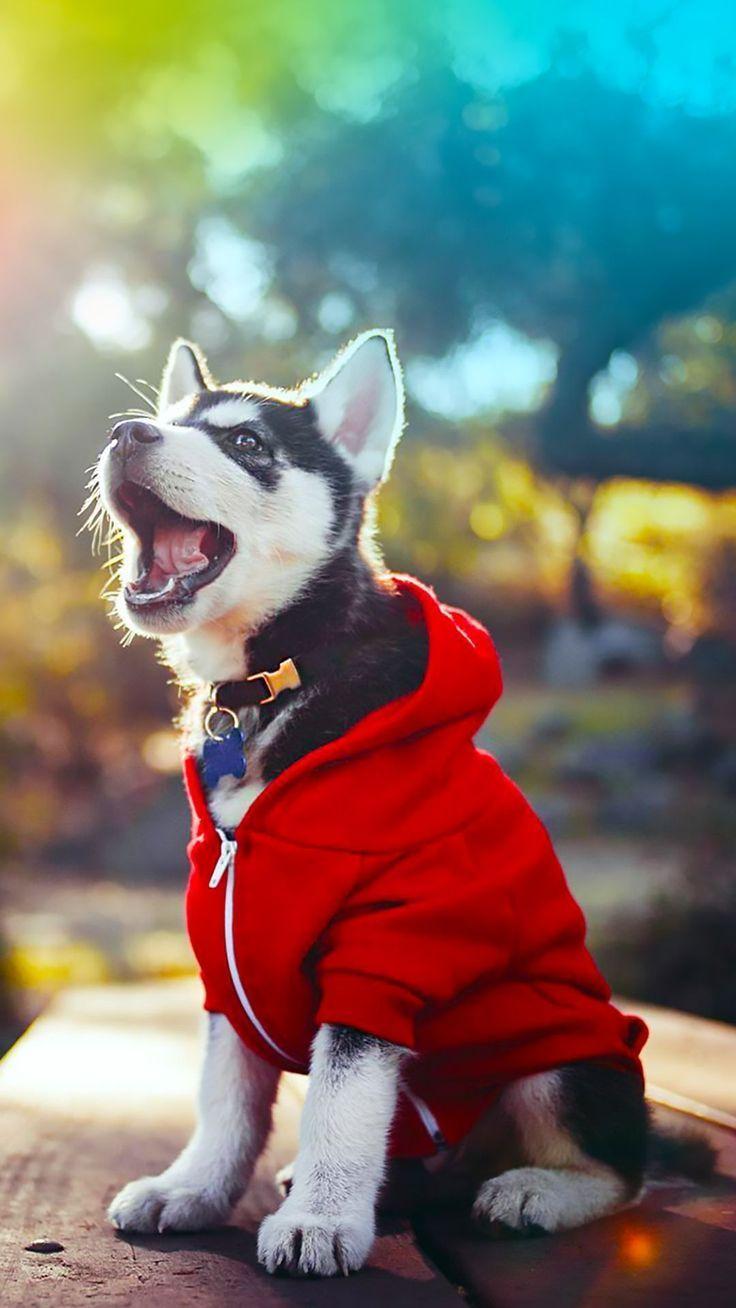 Now you can enjoy this beautiful animal in pristine hd with a husky wallpaper from . Husky Iphone Wallpapers Top Free Husky Iphone Backgrounds Wallpaperaccess