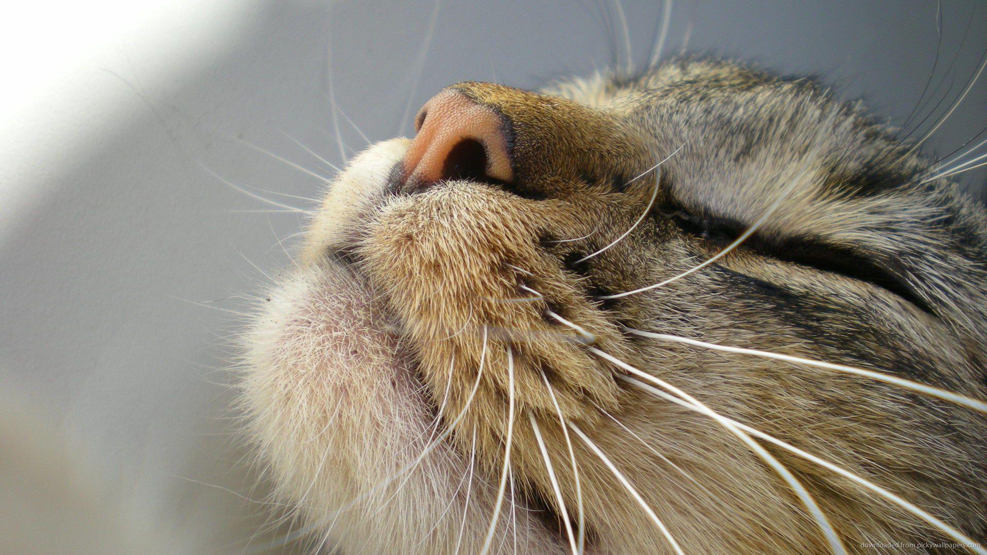 Smiling cat wallpapers